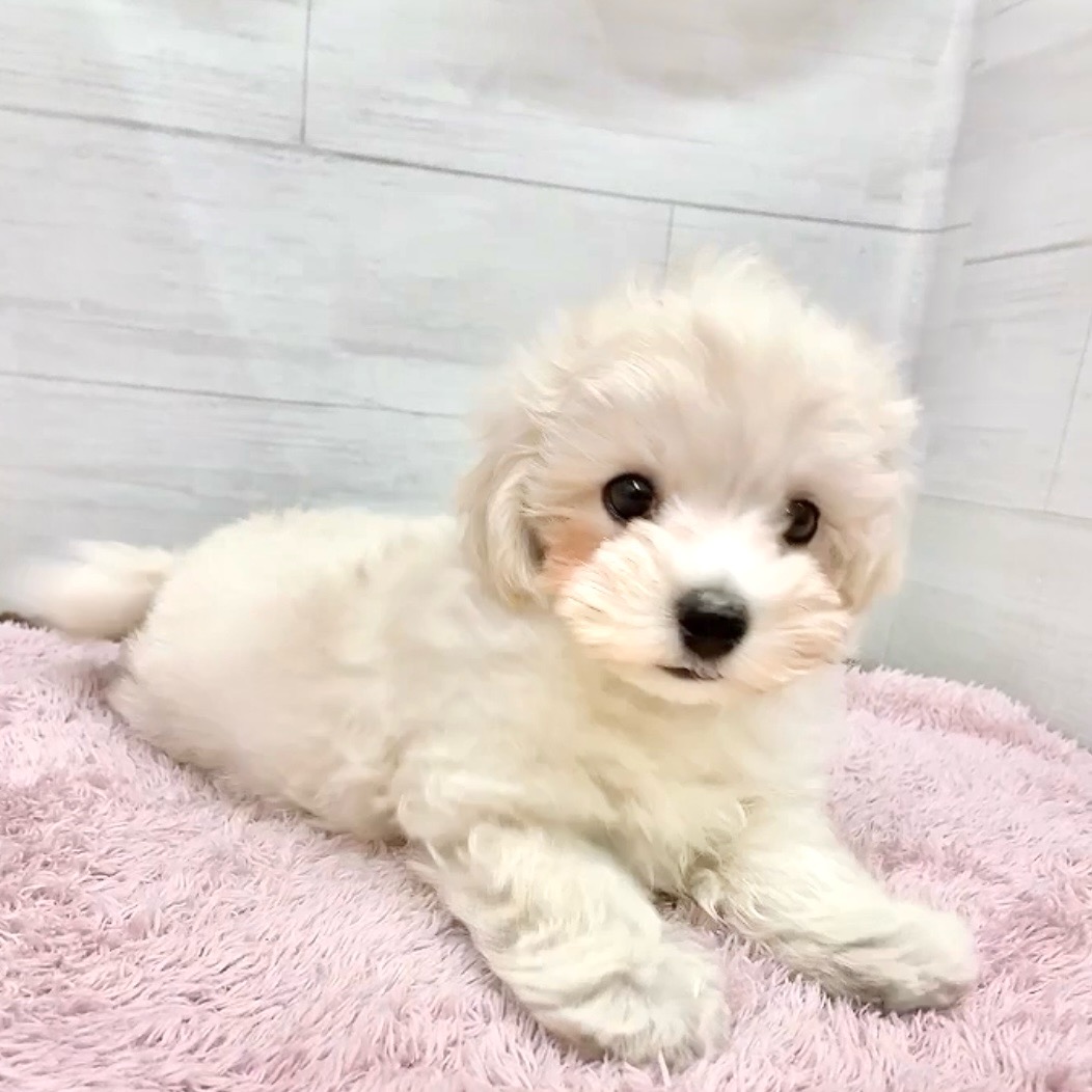 愛知県のマルプー(マルチーズ×プードル) (犬の家＆猫の里碧南店/2026年1月4日生まれ/男の子/クリーム)の子犬の4枚目の画像