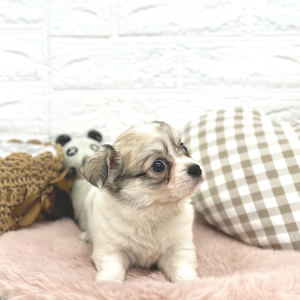 愛知県のチワワ(ロング) (犬の家＆猫の里豊川インター店/2026年3月2日生まれ/女の子/ホワイトフォーン)の子犬の4枚目の画像