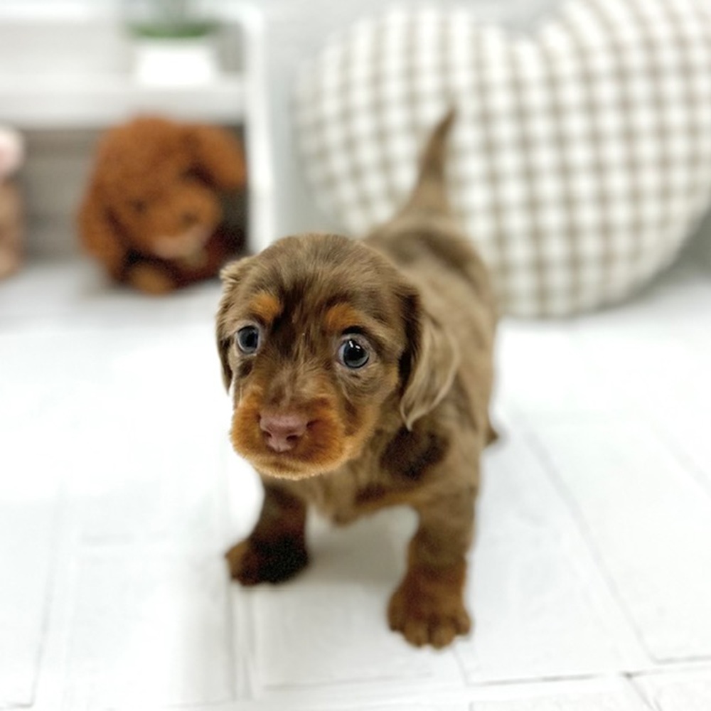 愛知県のミニチュアダックスフンド(ロング) (犬の家＆猫の里豊川インター店/2026年5月18日生まれ/男の子/チョコレートダップル)の子犬の4枚目の画像