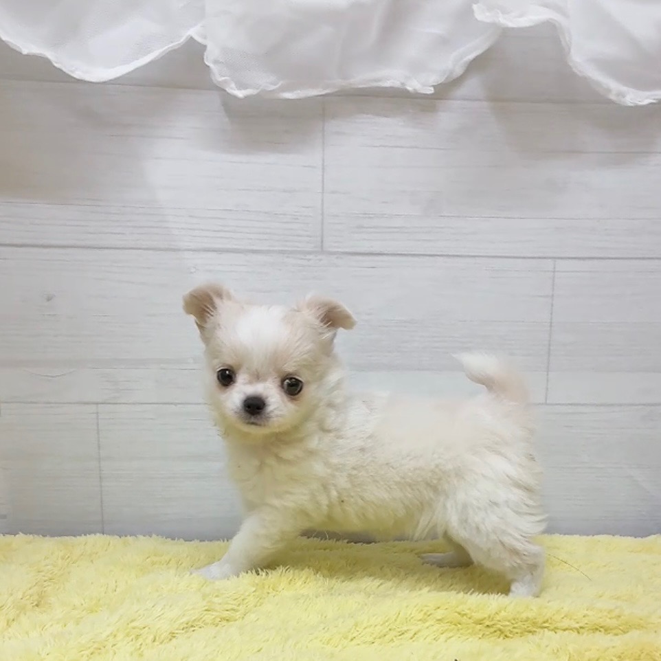 愛知県のチワワ(ロング) (犬の家＆猫の里碧南店/2025年12月30日生まれ/女の子/クリームホワイト)の子犬の4枚目の画像
