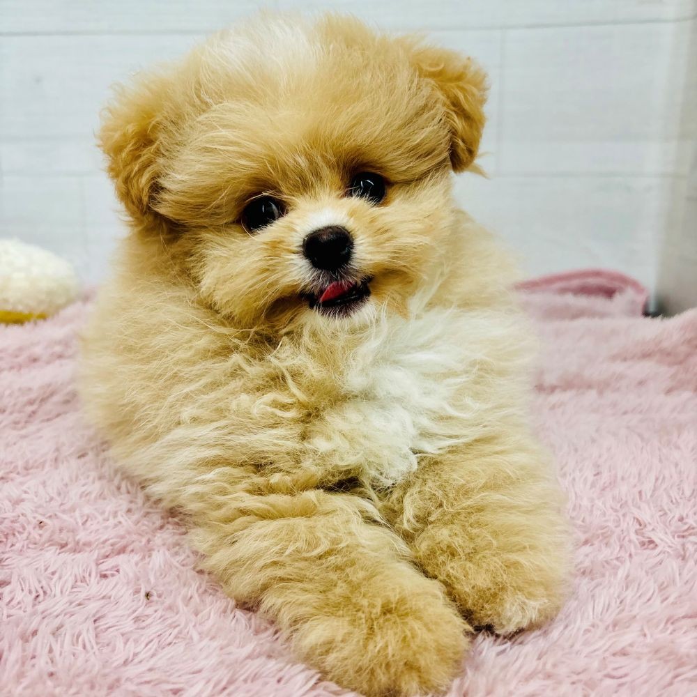 愛知県のポメプー(ポメラニアン×プードル) (犬の家＆猫の里碧南店/2026年4月2日生まれ/男の子/クリームホワイト)の子犬の4枚目の画像