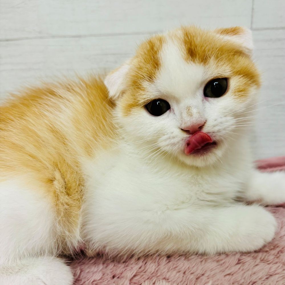 愛知県のスコティッシュフォールド (犬の家＆猫の里碧南店/2026年3月28日生まれ/男の子/レッドタビーホワイト)の子猫の4枚目の画像