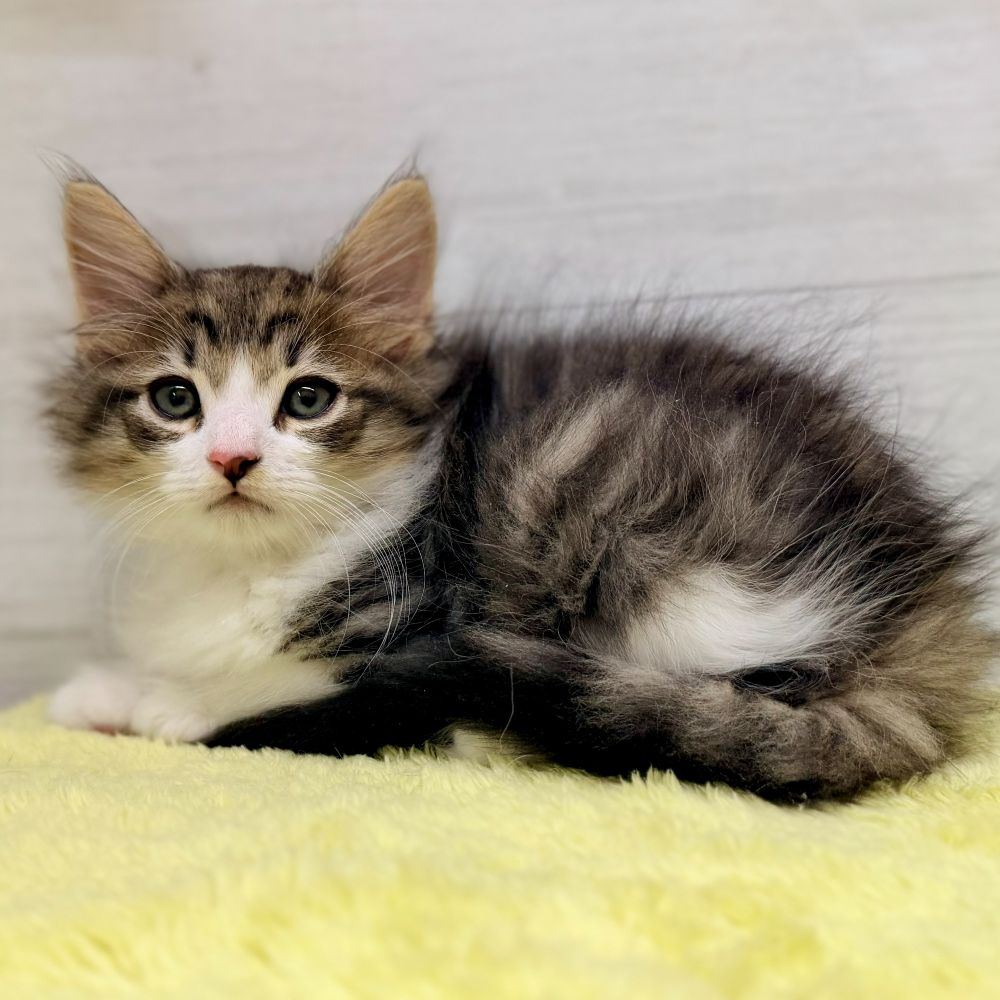 愛知県のノルウェージャンフォレストキャット (犬の家＆猫の里碧南店/2026年6月27日生まれ/男の子/ブラウンタビーホワイト)の子猫の4枚目の画像