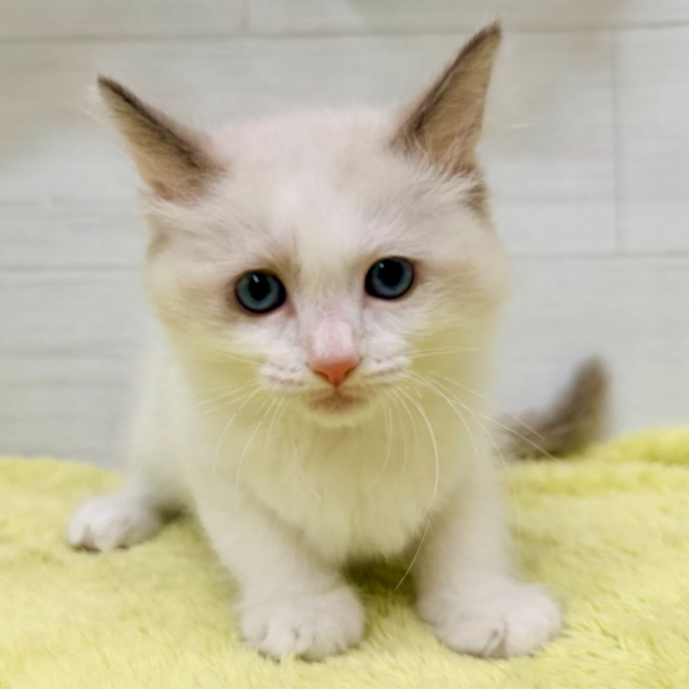 愛知県のラグドール (犬の家＆猫の里碧南店/2026年7月14日生まれ/男の子/シールポイントバイカラー)の子猫の4枚目の画像