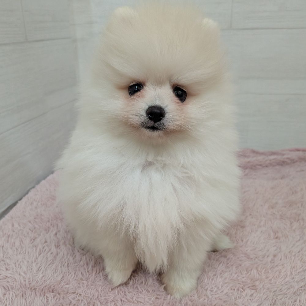 愛知県のポメラニアン (犬の家＆猫の里碧南店/2026年3月29日生まれ/女の子/クリーム)の子犬の4枚目の画像