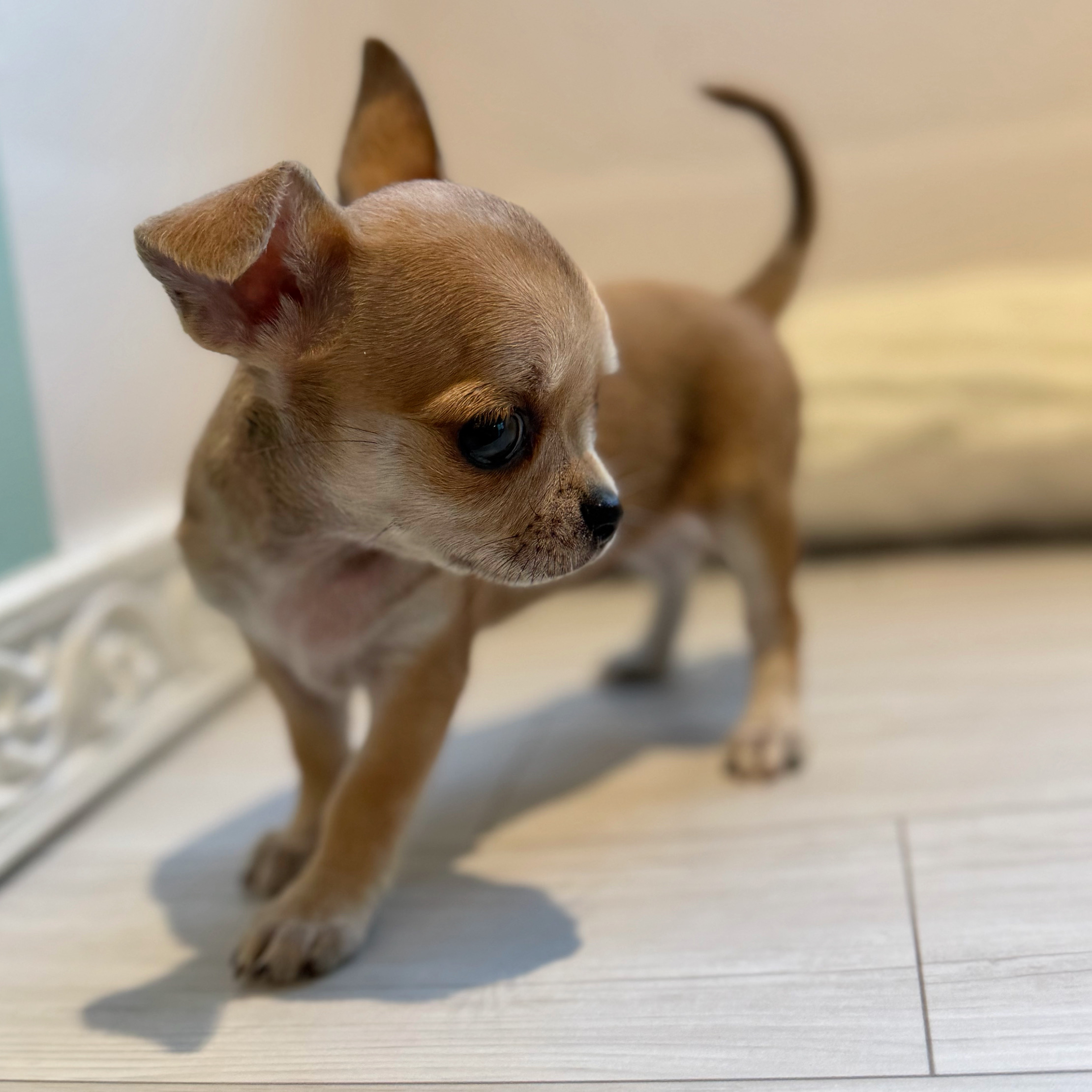 愛知県のチワワ(スムース) (犬の家＆猫の里春日井本店/2026年5月9日生まれ/女の子/レッドホワイト)の子犬の4枚目の画像