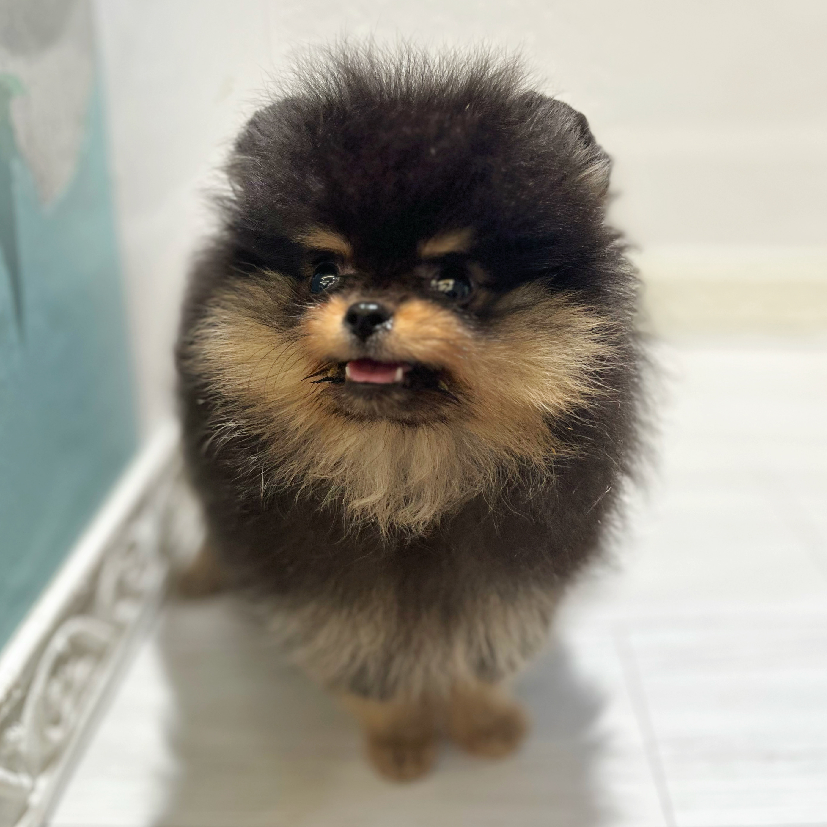 愛知県のポメラニアン (犬の家＆猫の里春日井本店/2026年7月22日生まれ/男の子/ブラックタン)の子犬の4枚目の画像