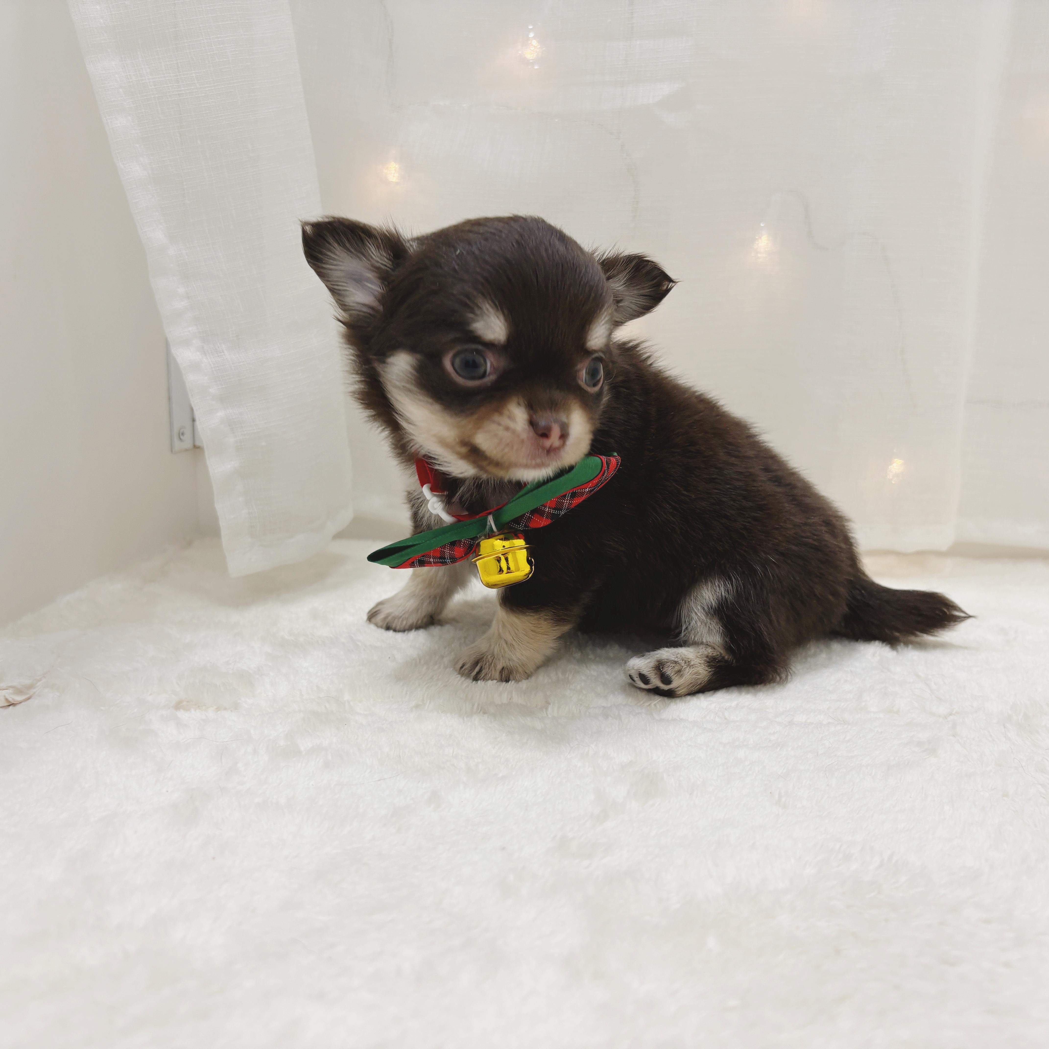 千葉県のチワワ(ロング) (犬の家＆猫の里BIGHOPガーデンモール印西店/2025年10月27日生まれ/女の子/チョコレートタンホワイト)の子犬の4枚目の画像