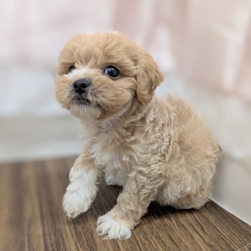 兵庫県のペキプー(ペキニーズ×プードル) (犬の家＆猫の里カナート西神戸店/2025年6月13日生まれ/女の子/アプリコット)の子犬の4枚目の画像