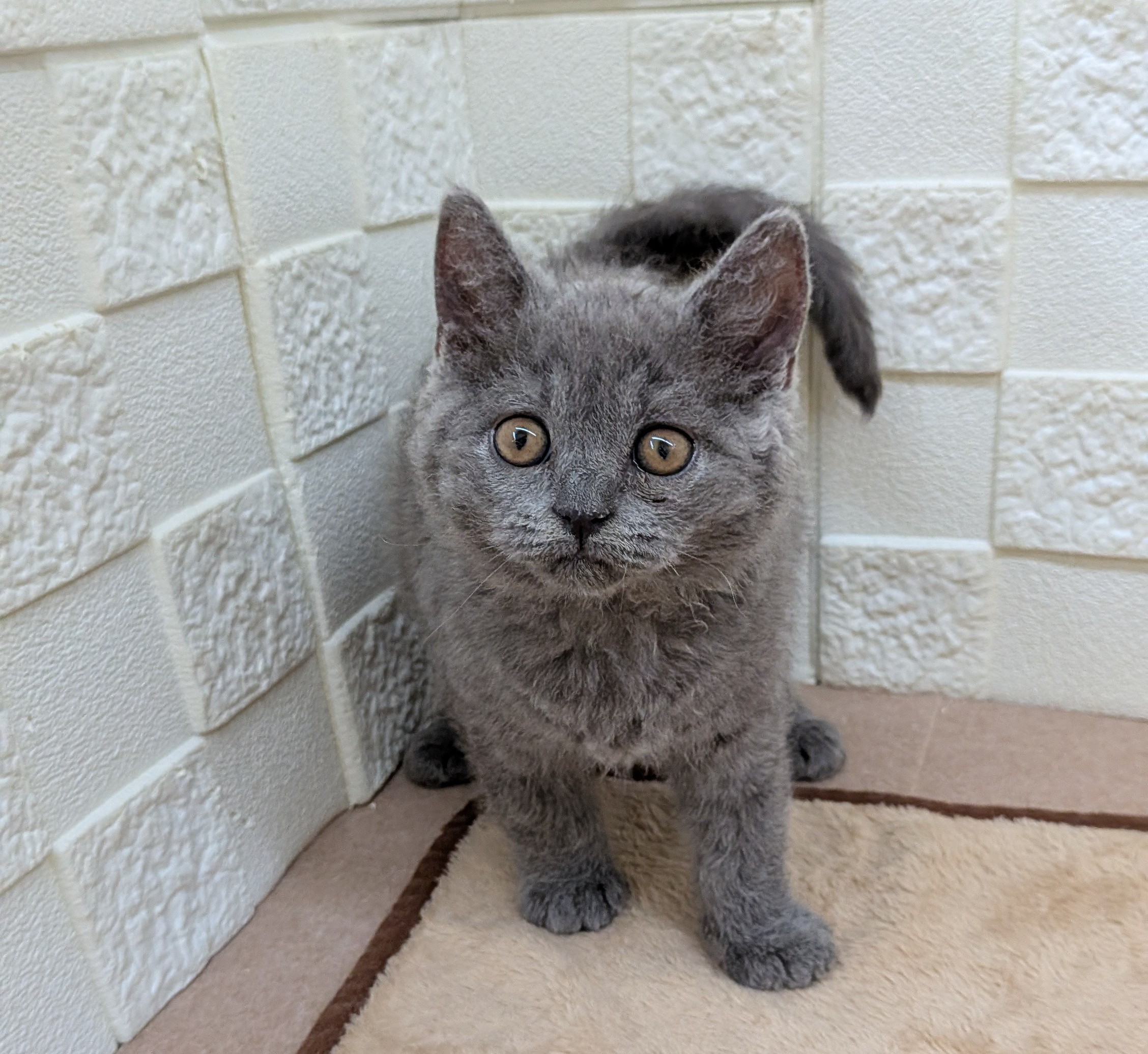 愛知県のセルカークレックス (犬の家＆猫の里碧南店/2025年7月25日生まれ/男の子/ブルー)の子猫の1枚目の画像