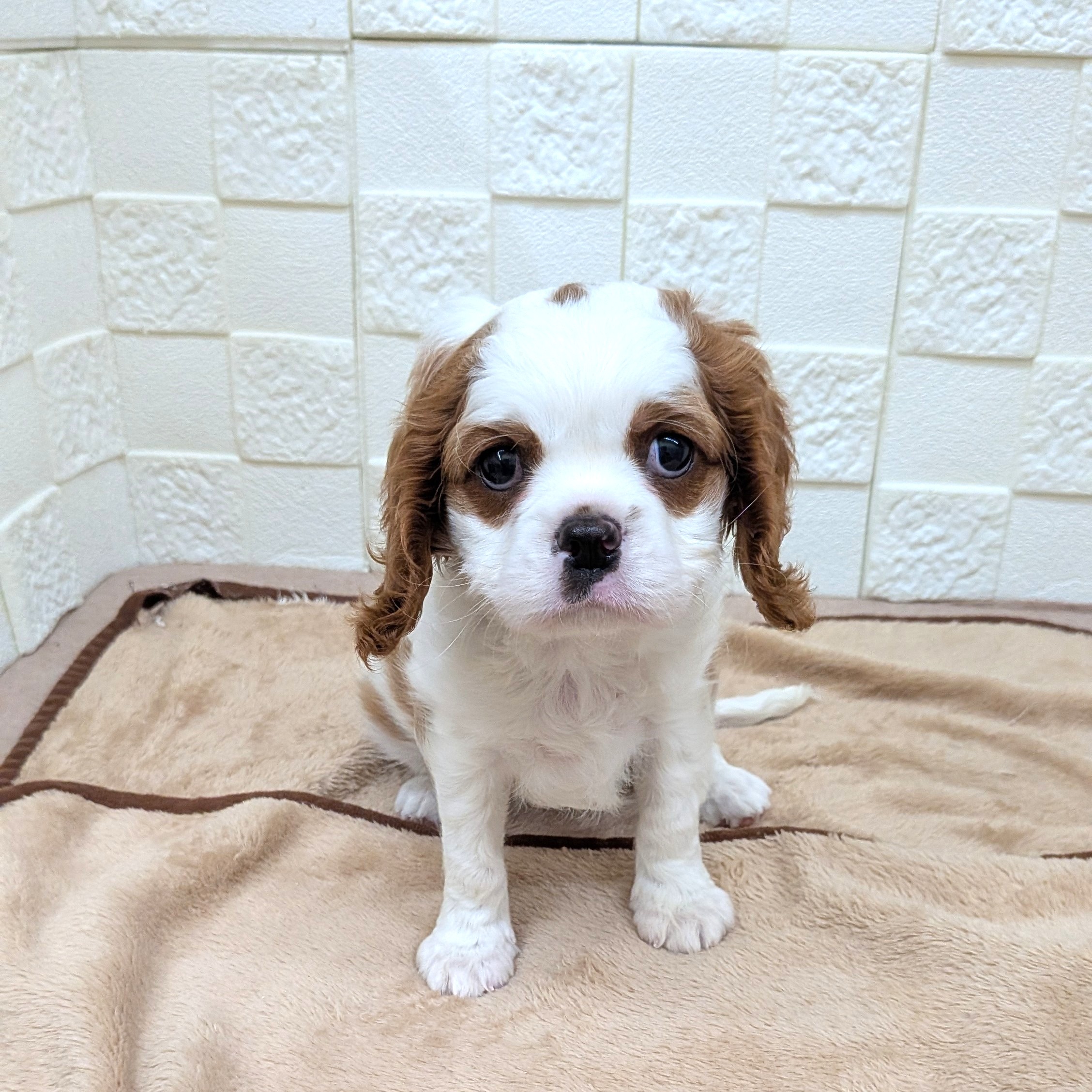 愛知県のキャバリアキングチャールズスパニエル (犬の家＆猫の里碧南店/2025年9月10日生まれ/女の子/ブレンハイム)の子犬の1枚目の画像