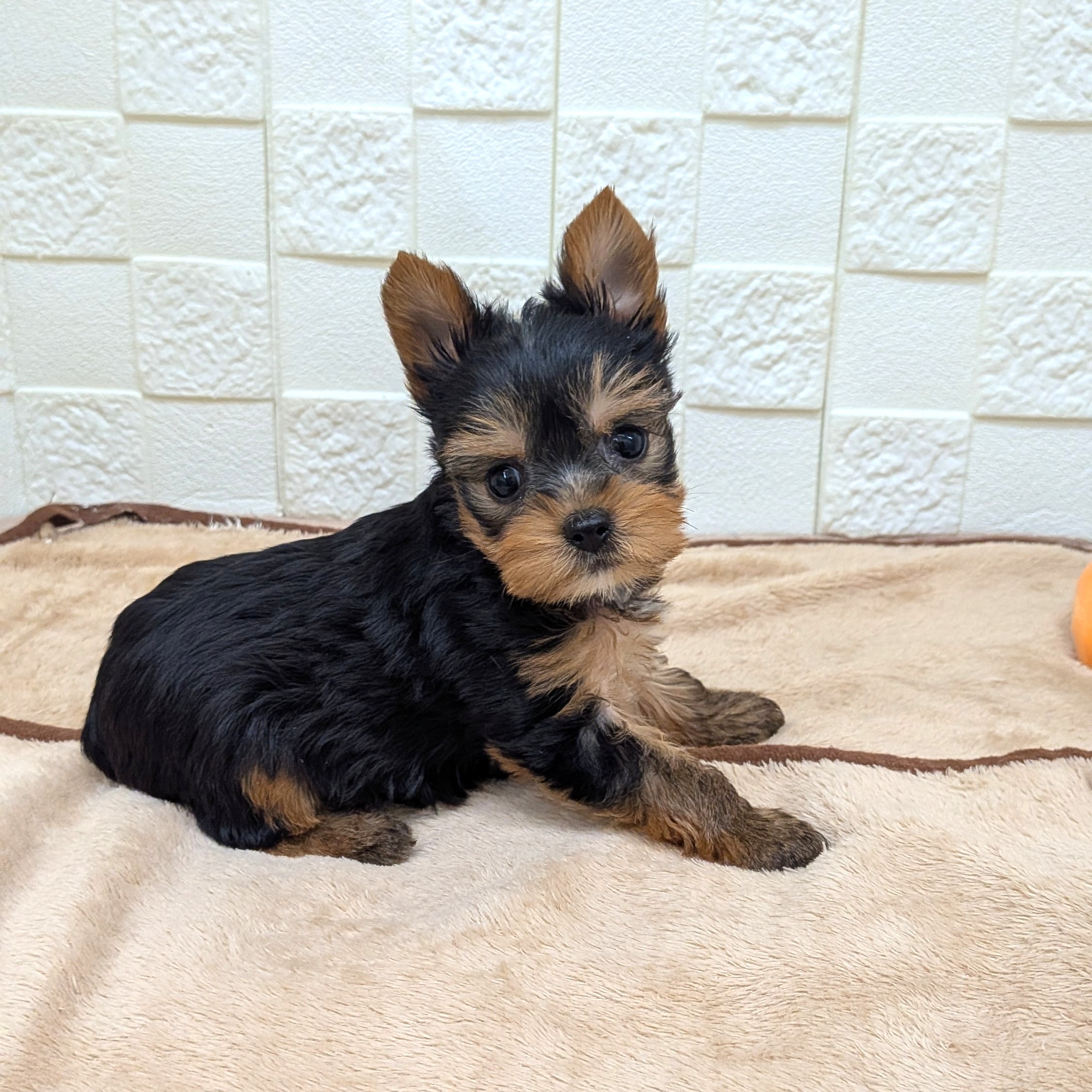 愛知県のヨークシャーテリア (犬の家＆猫の里碧南店/2025年9月8日生まれ/女の子/スチールブルータン)の子犬の4枚目の画像