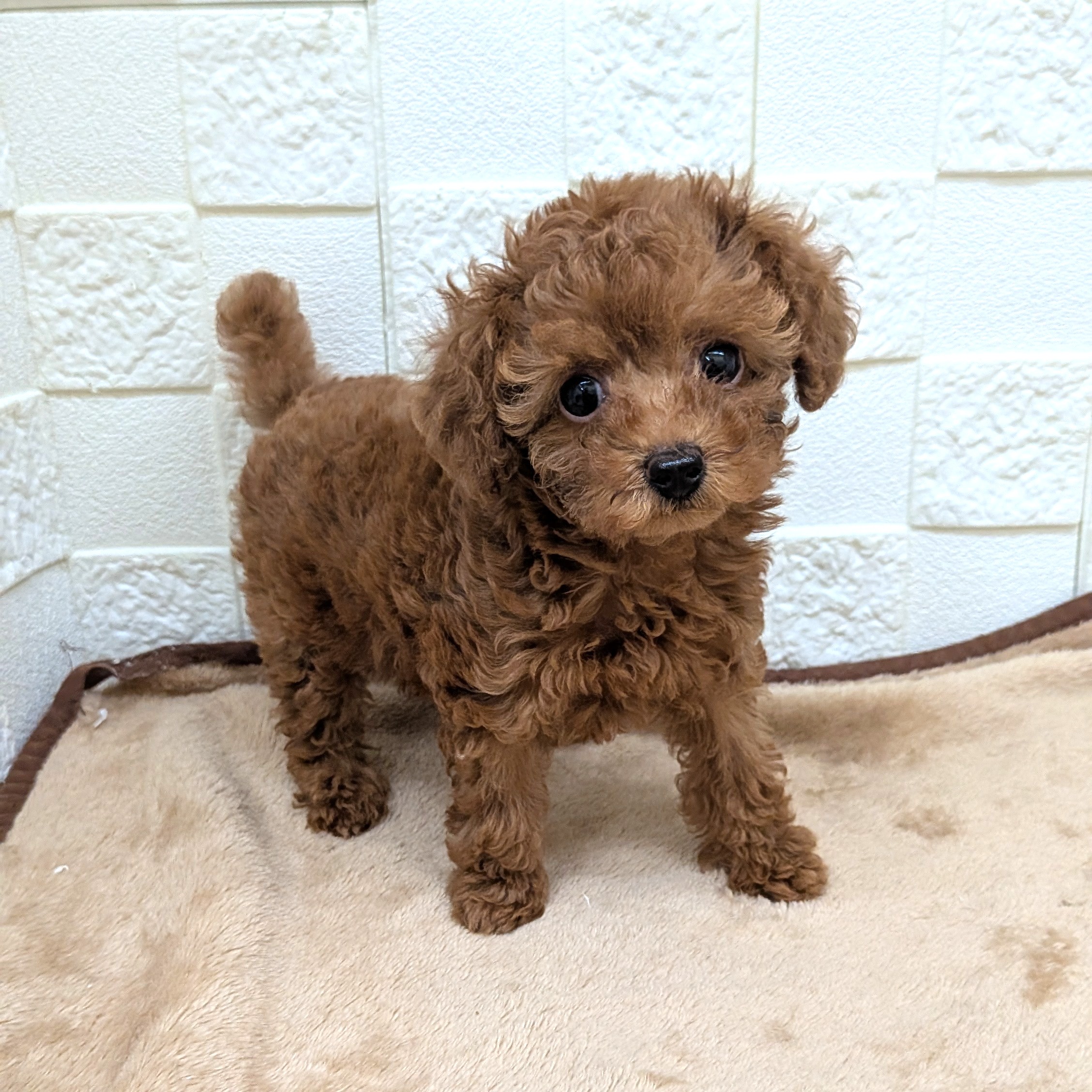 愛知県のトイプードル(タイニー) (犬の家＆猫の里碧南店/2025年9月1日生まれ/女の子/レッドフォーン)の子犬の4枚目の画像