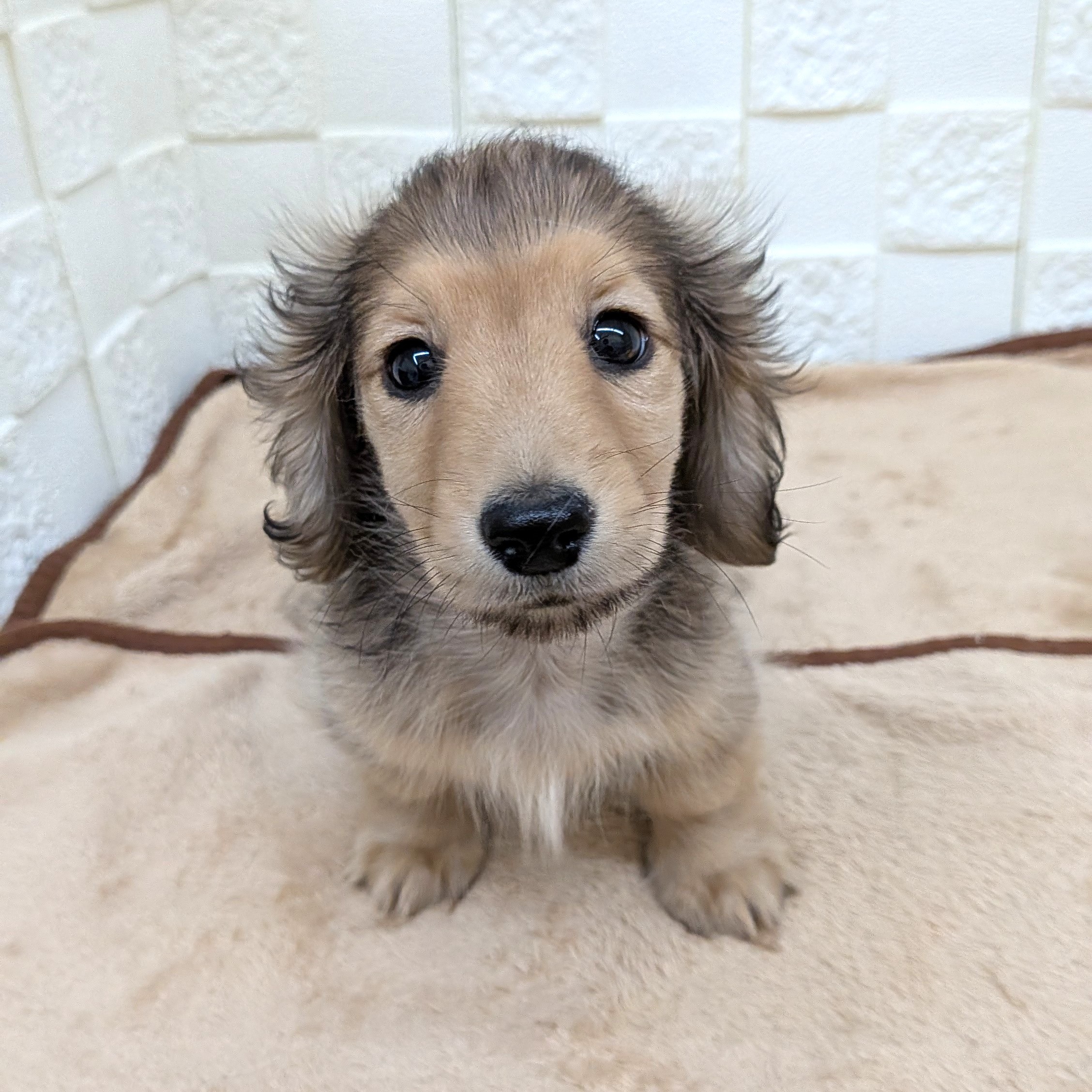 愛知県のカニンヘンダックスフンド(ロング) (犬の家＆猫の里碧南店/2025年9月14日生まれ/男の子/シェーデットイエロー)の子犬の1枚目の画像