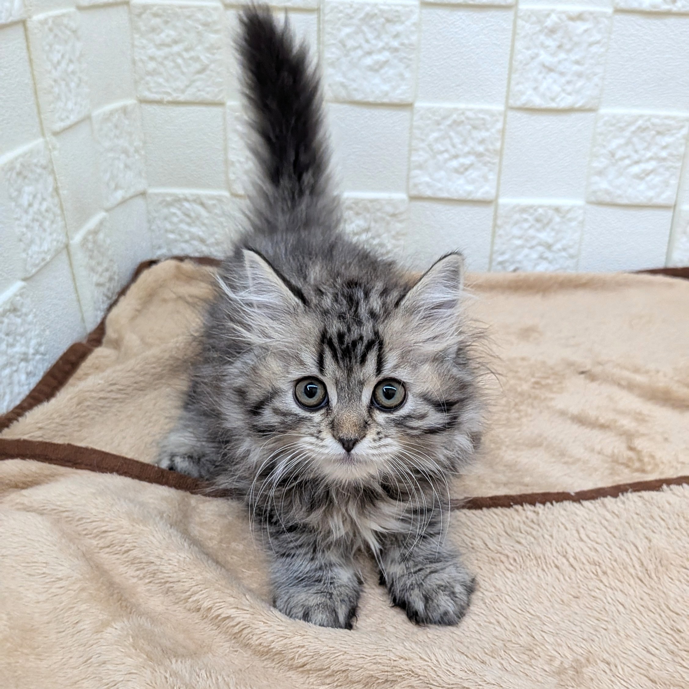 愛知県のスコティッシュストレート (犬の家＆猫の里碧南店/2025年9月12日生まれ/男の子/ブラウンタビー)の子猫の4枚目の画像