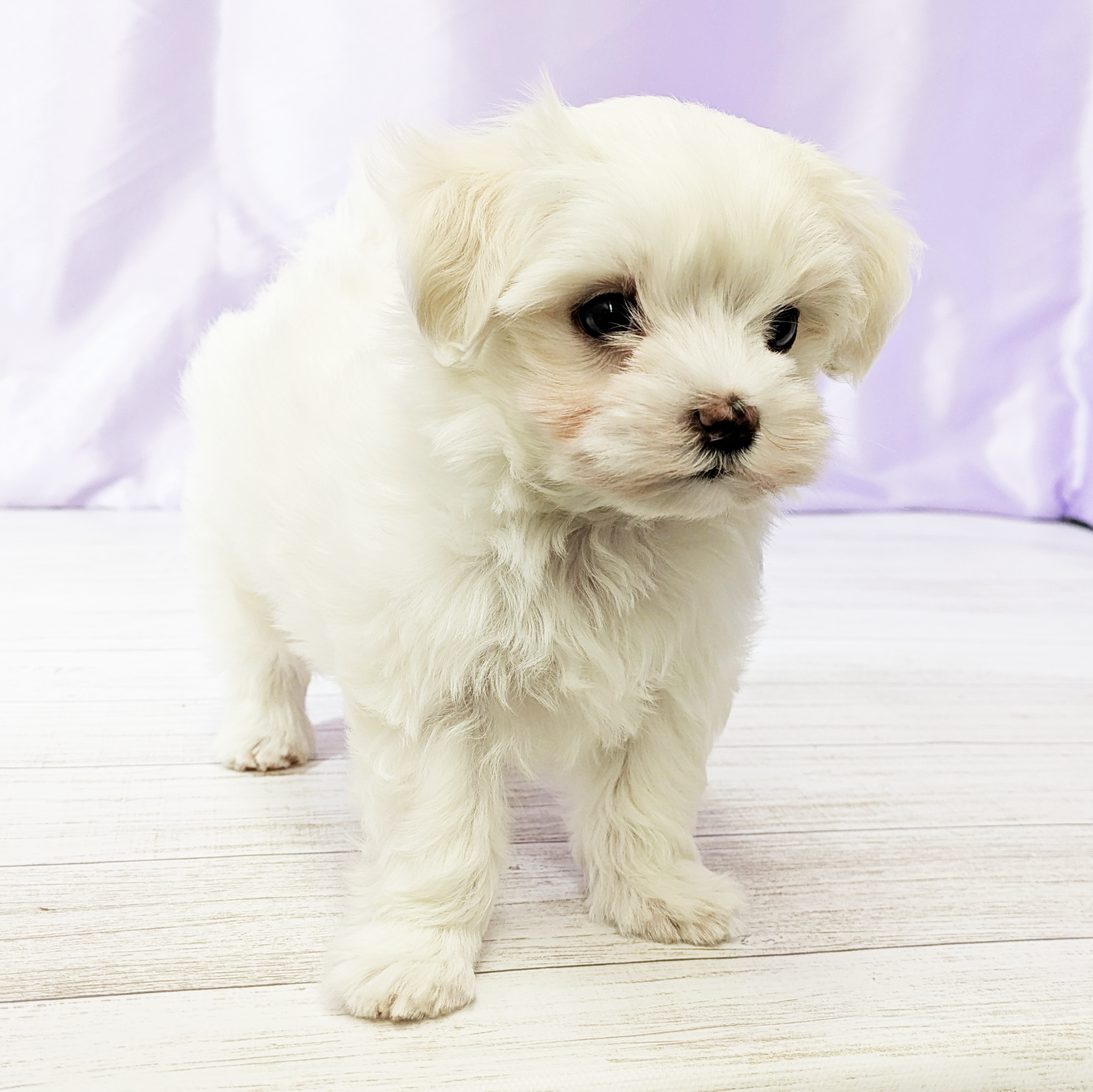 兵庫県のマルチーズ (犬の家＆猫の里尼崎店/2025年9月21日生まれ/女の子/ホワイト)の子犬の4枚目の画像