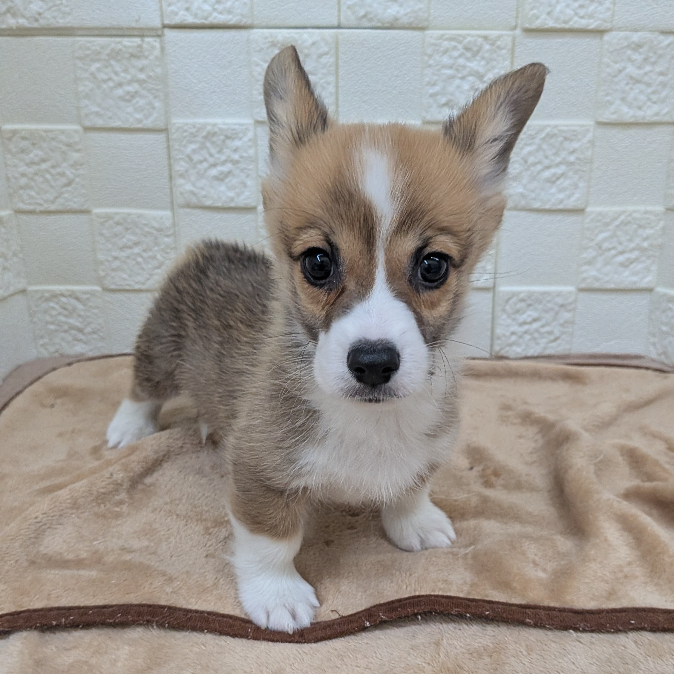 愛知県のウェルシュコーギーペンブローク (犬の家＆猫の里碧南店/2025年9月17日生まれ/男の子/レッドホワイト)の子犬の4枚目の画像
