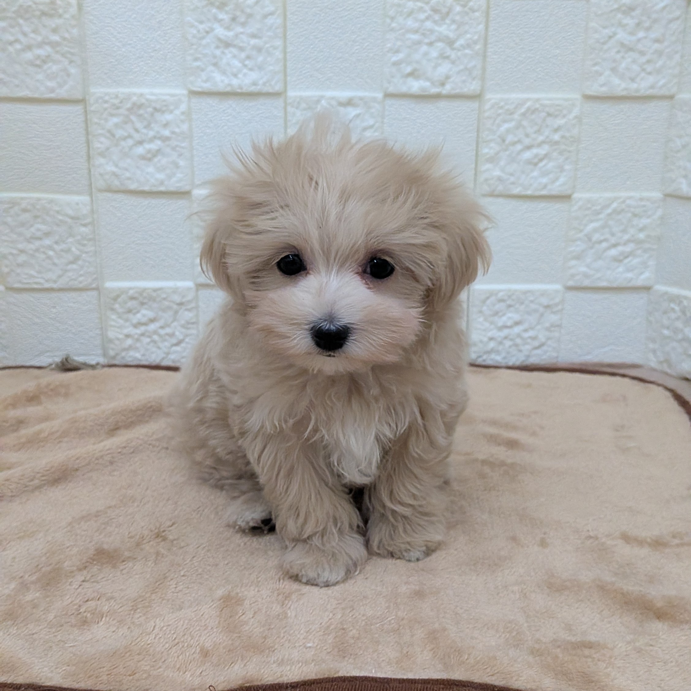 愛知県のマルプー(マルチーズ×プードル) (犬の家＆猫の里碧南店/2025年9月18日生まれ/女の子/クリームホワイト)の子犬の4枚目の画像