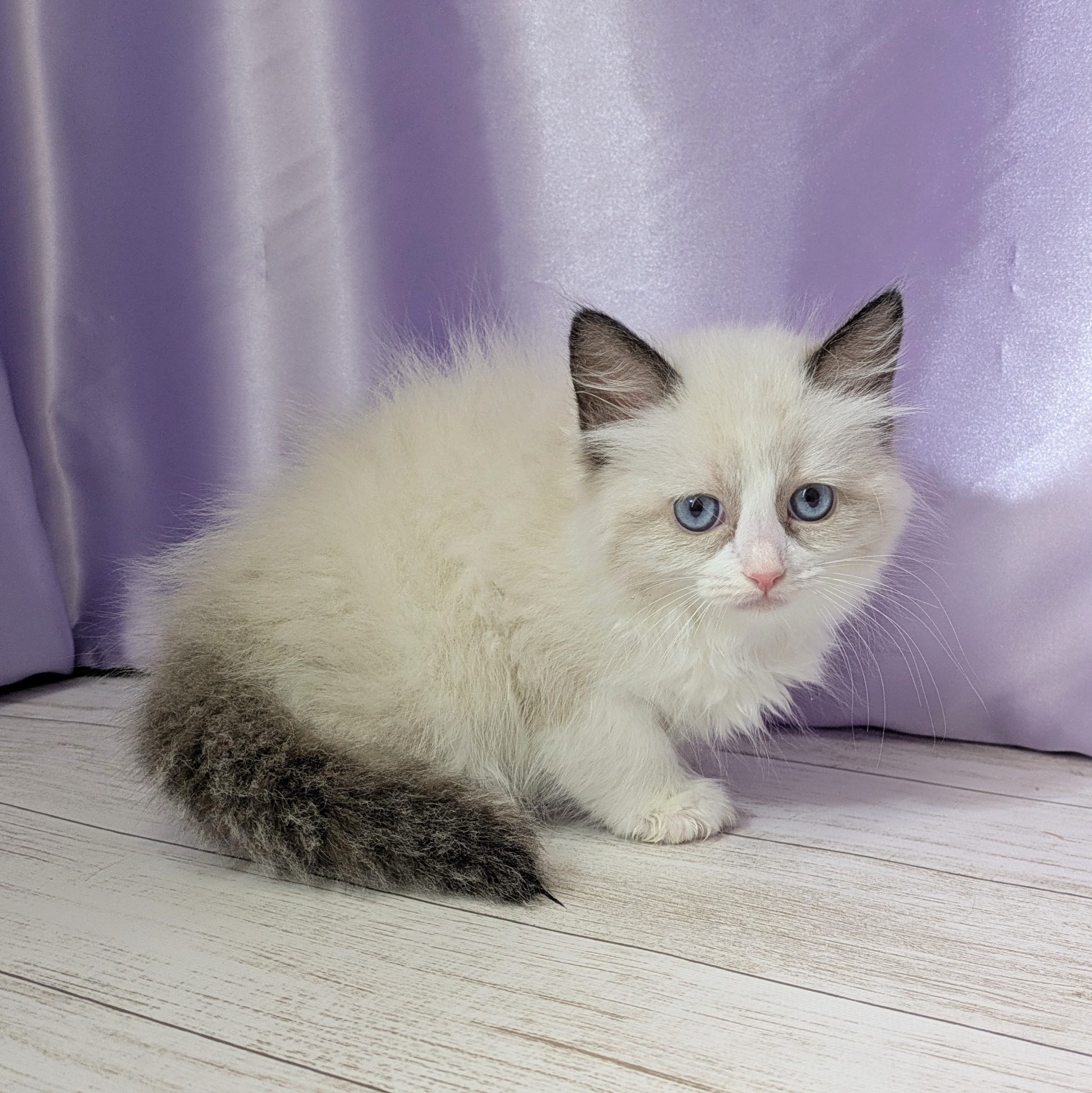 兵庫県のラグドール (犬の家＆猫の里尼崎店/2025年10月26日生まれ/女の子/シールポイントバイカラー)の子猫の4枚目の画像