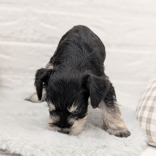 愛知県のミニチュアシュナウザー (犬の家＆猫の里豊川インター店/2025年12月9日生まれ/男の子/ブラックシルバー)の子犬の4枚目の画像