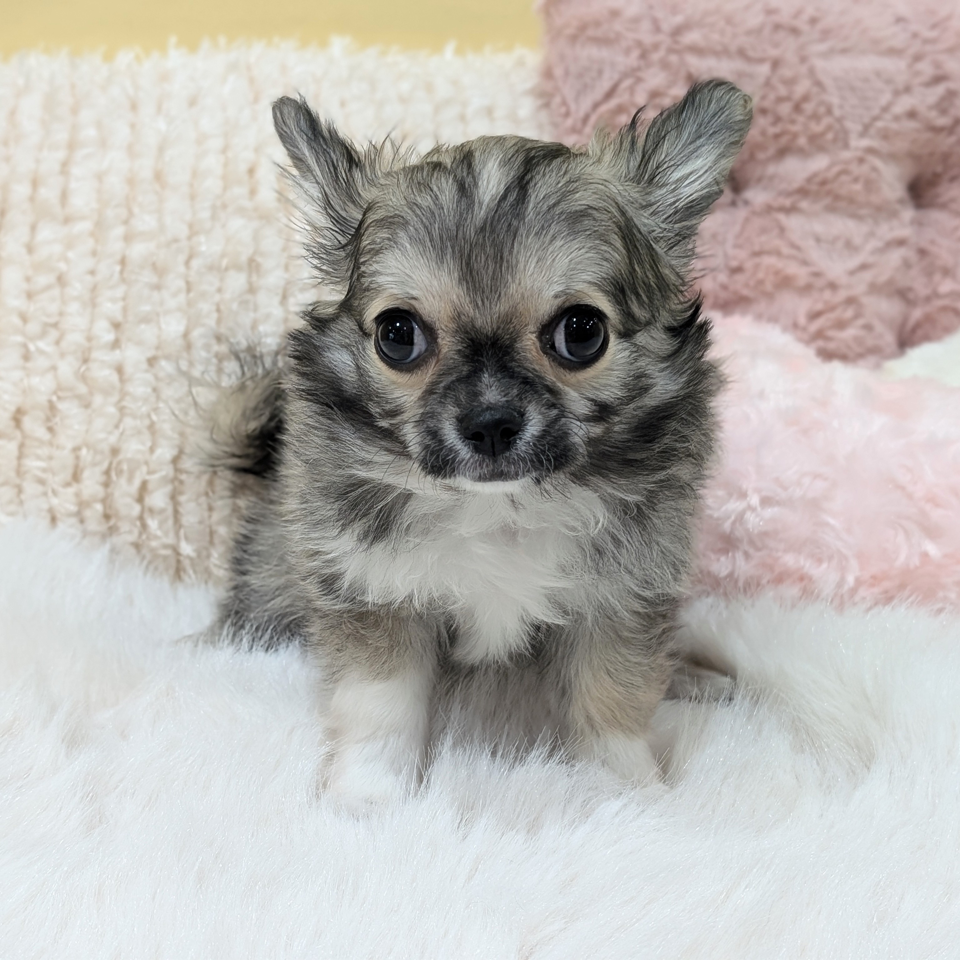 神奈川県のチワワ(ロング) (犬の家＆猫の里元住吉ブレーメン通り店/2025年11月17日生まれ/女の子/フォーン)の子犬の4枚目の画像