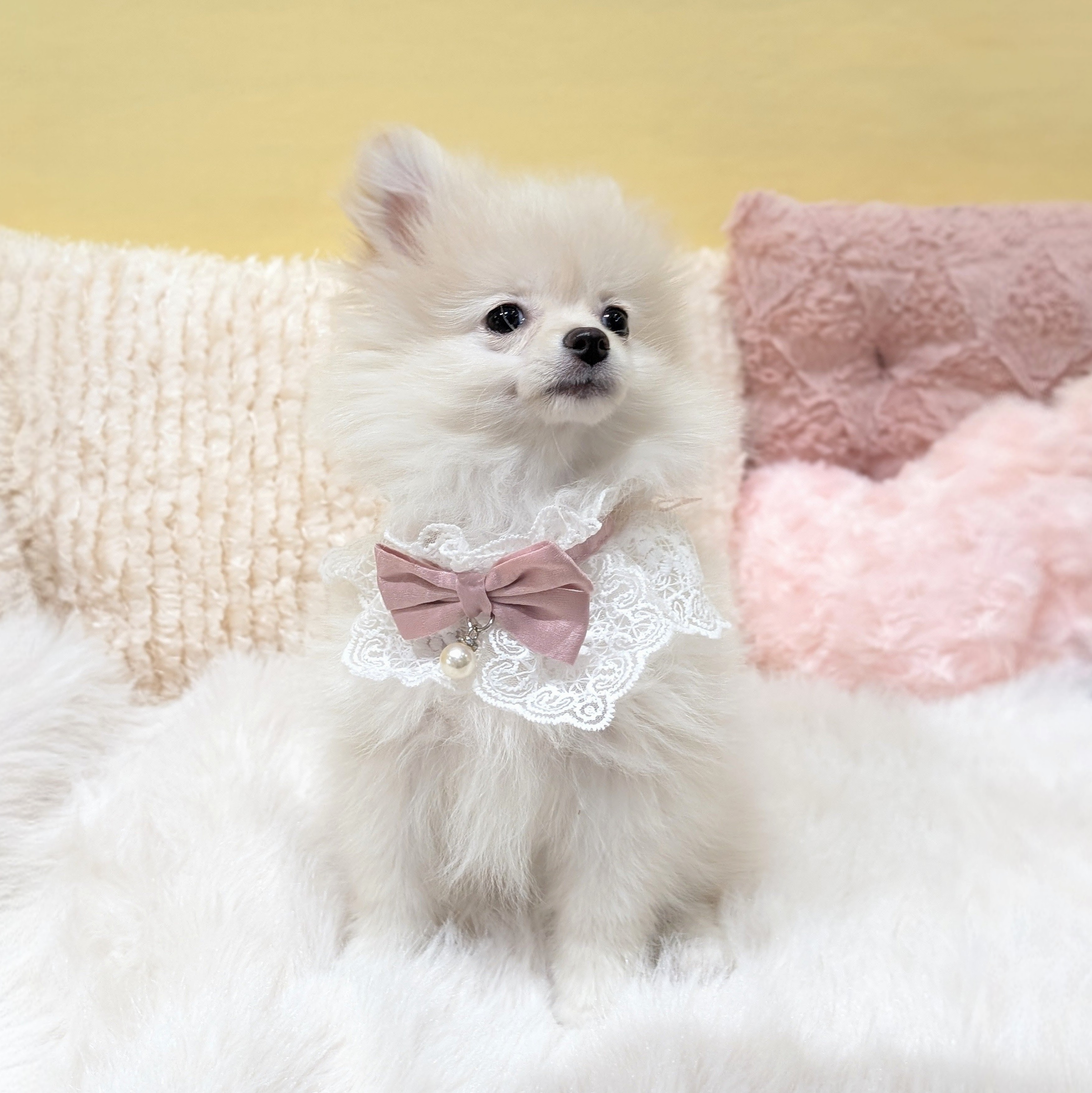 神奈川県のポメラニアン (犬の家＆猫の里元住吉ブレーメン通り店/2025年11月18日生まれ/女の子/クリーム)の子犬の4枚目の画像