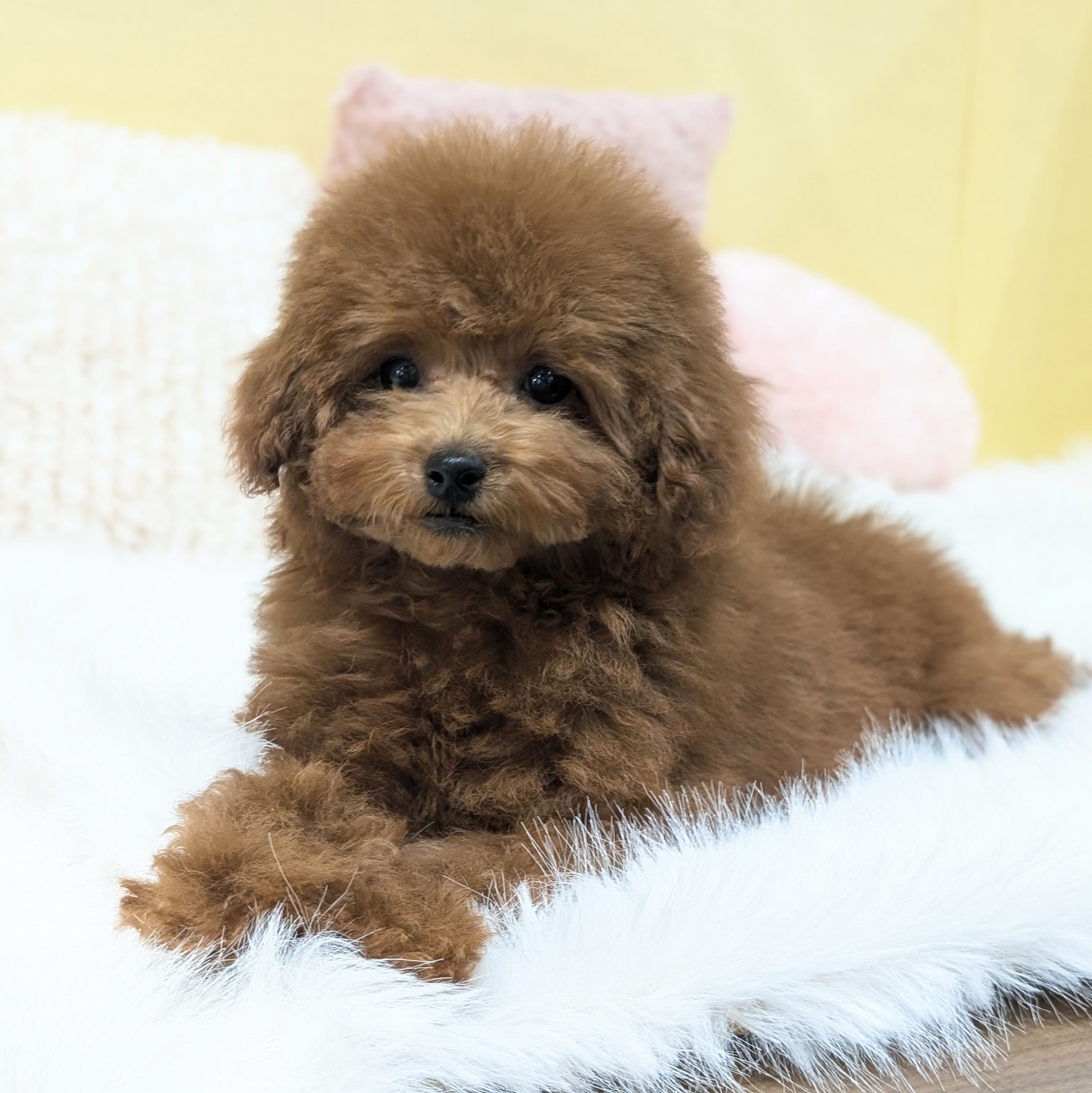 神奈川県のトイプードル(タイニー) (犬の家＆猫の里元住吉ブレーメン通り店/2025年10月26日生まれ/女の子/レッド)の子犬の4枚目の画像