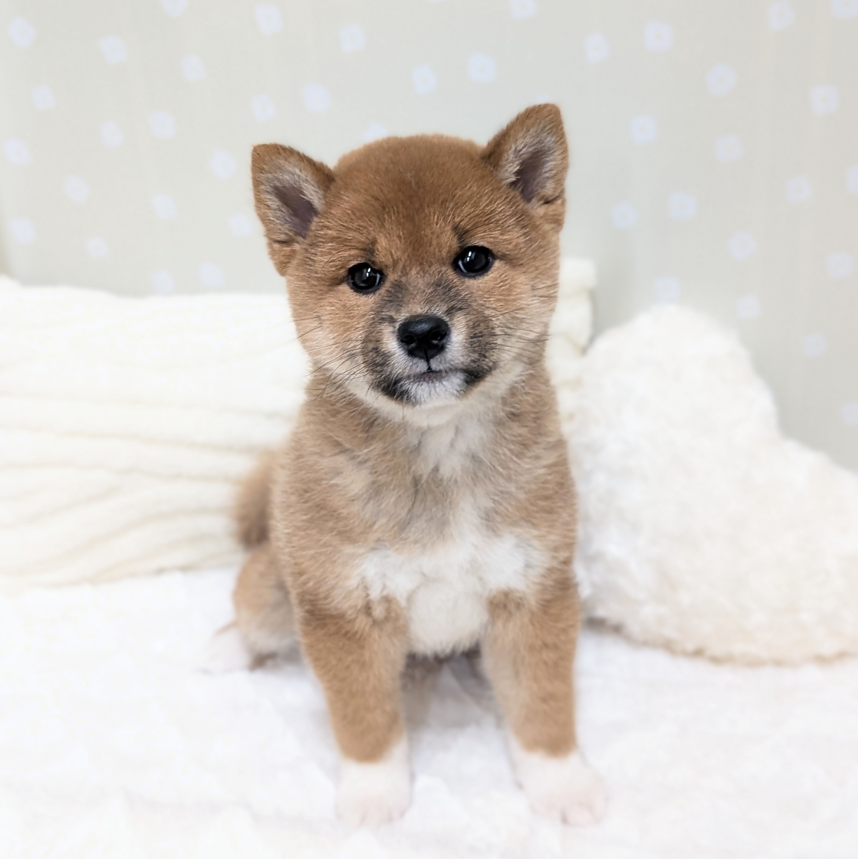 愛知県の柴犬(標準サイズ) (犬の家＆猫の里安城店/2026年1月25日生まれ/女の子/赤)の子犬の4枚目の画像