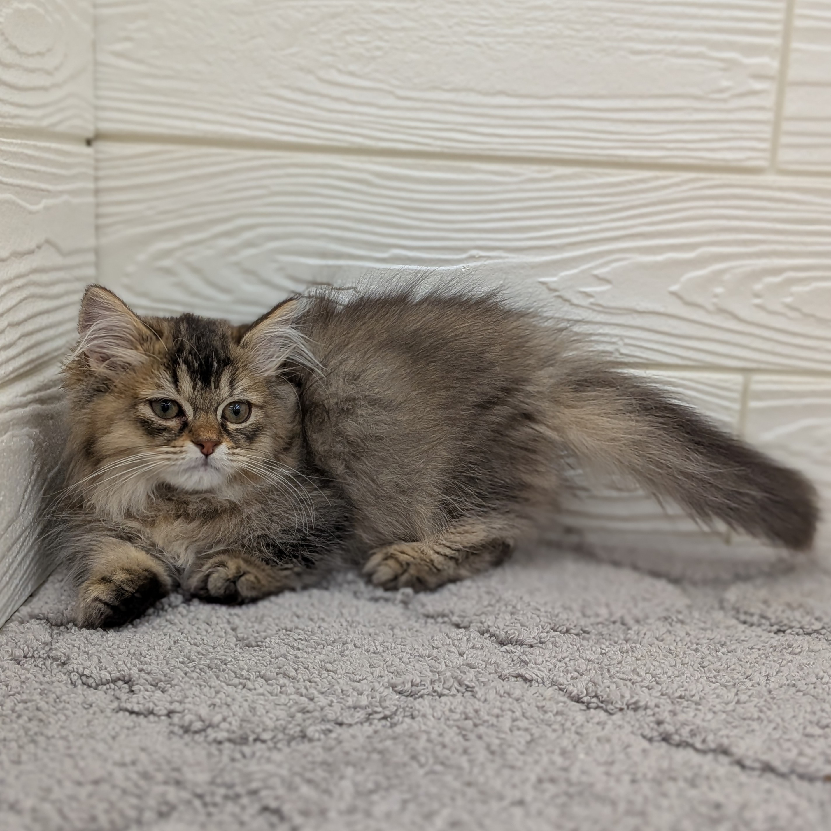 愛知県のマンチカン (犬の家＆猫の里七宝店/2026年1月25日生まれ/女の子/ブラウンパッチドタビーホワイト)の子猫の4枚目の画像