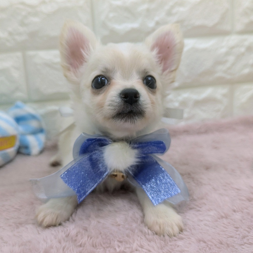 静岡県のチワワ(ロング) (犬の家＆猫の里アミーゴ浜松和田店/2026年2月24日生まれ/男の子/クリームホワイト)の子犬の4枚目の画像