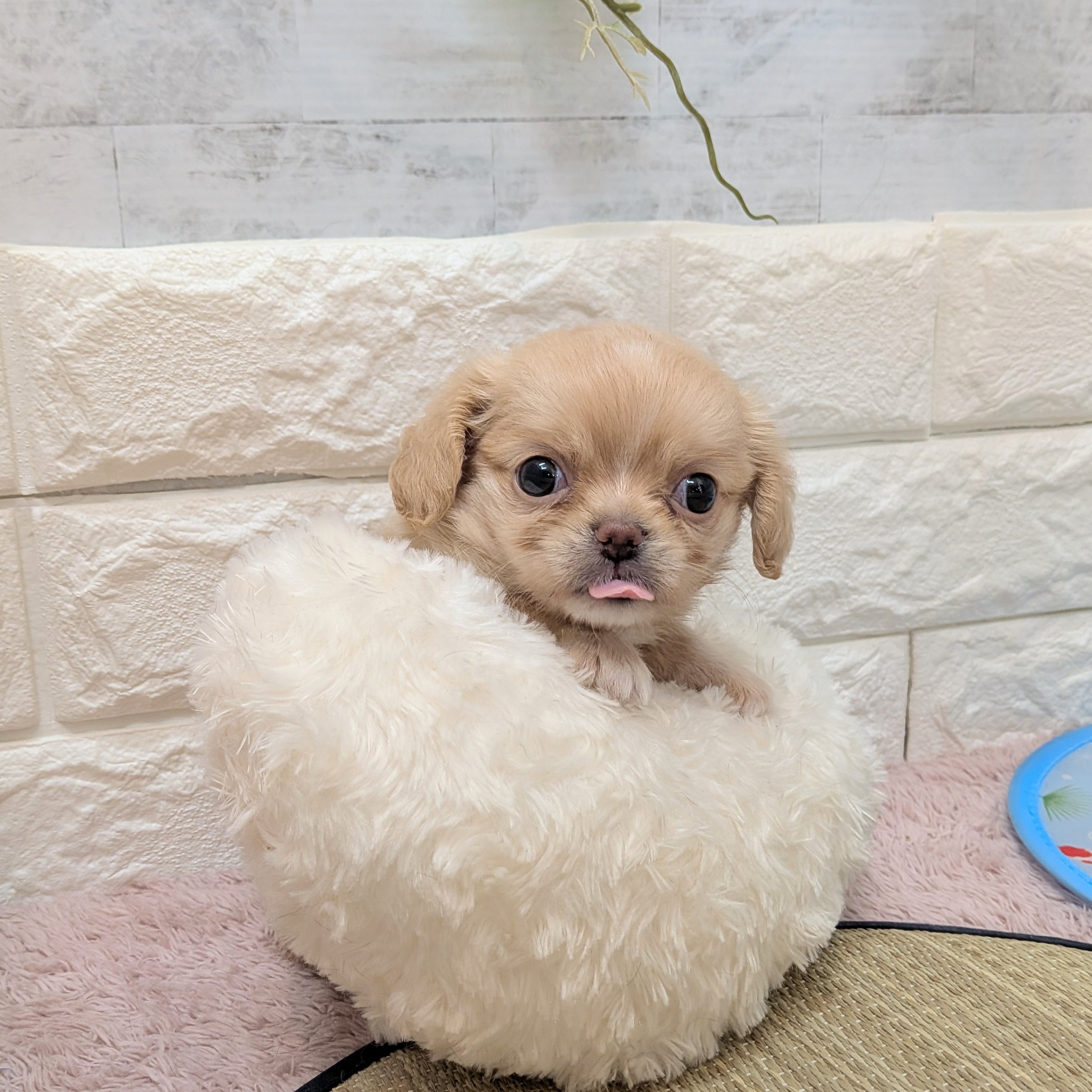 静岡県のハーフ犬・ミックス犬 (犬の家＆猫の里プレ葉ウォーク浜北店/2026年6月21日生まれ/女の子/バフ)の子犬の4枚目の画像