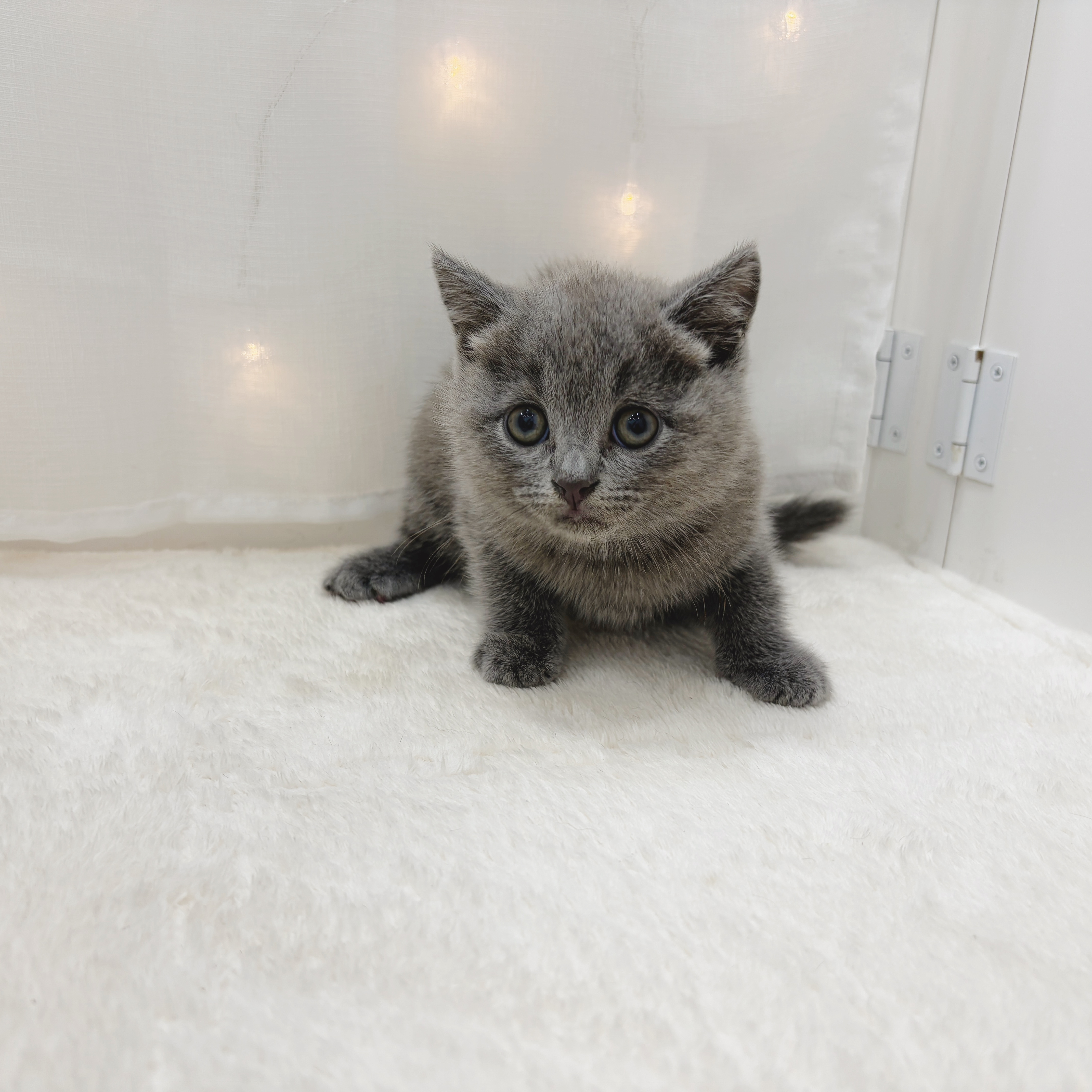 千葉県のブリティッシュショートヘアー (犬の家＆猫の里BIGHOPガーデンモール印西店/2025年6月5日生まれ/男の子/ブルー)の子猫