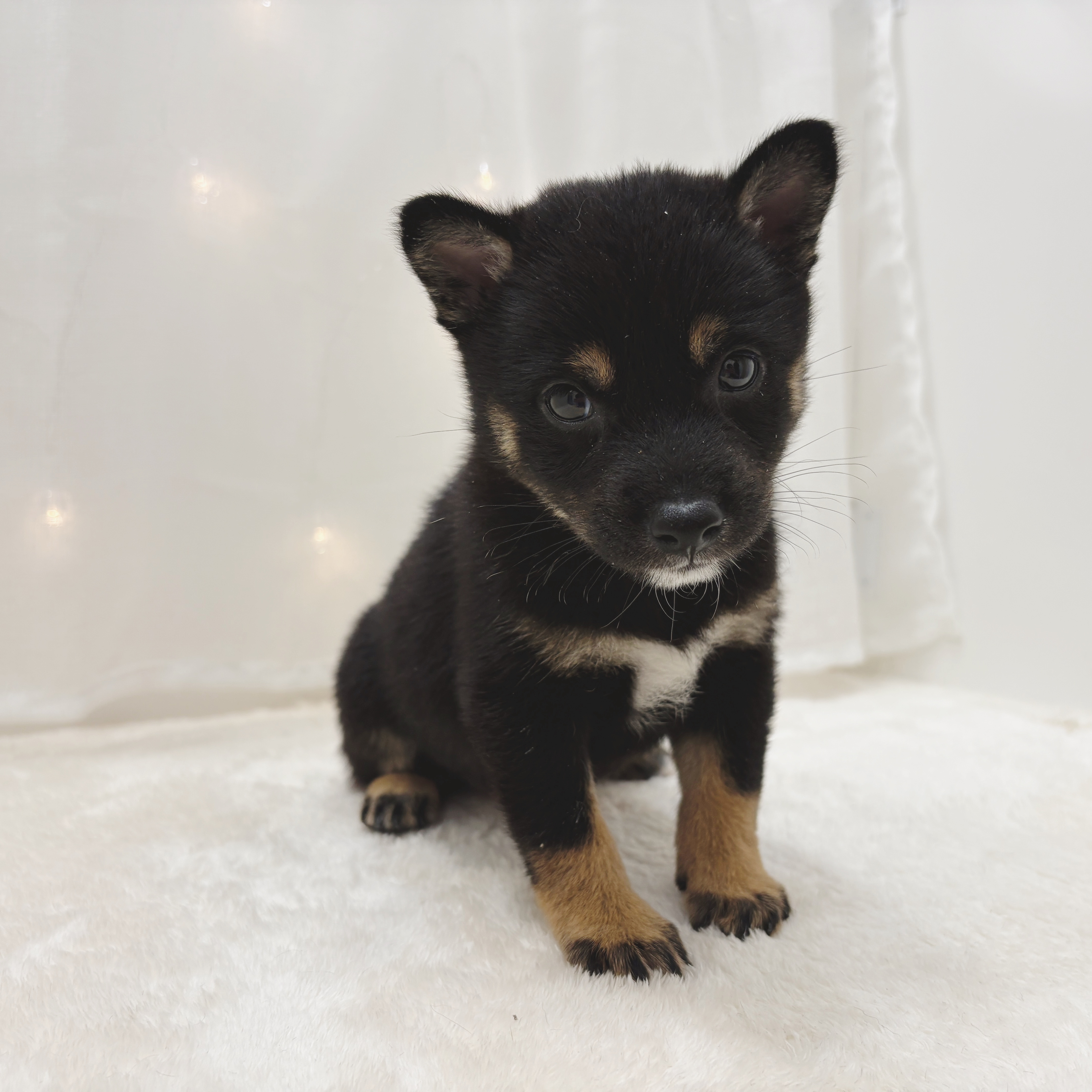 千葉県の豆柴 (犬の家＆猫の里BIGHOPガーデンモール印西店/2025年7月1日生まれ/女の子/黒)の子犬の4枚目の画像