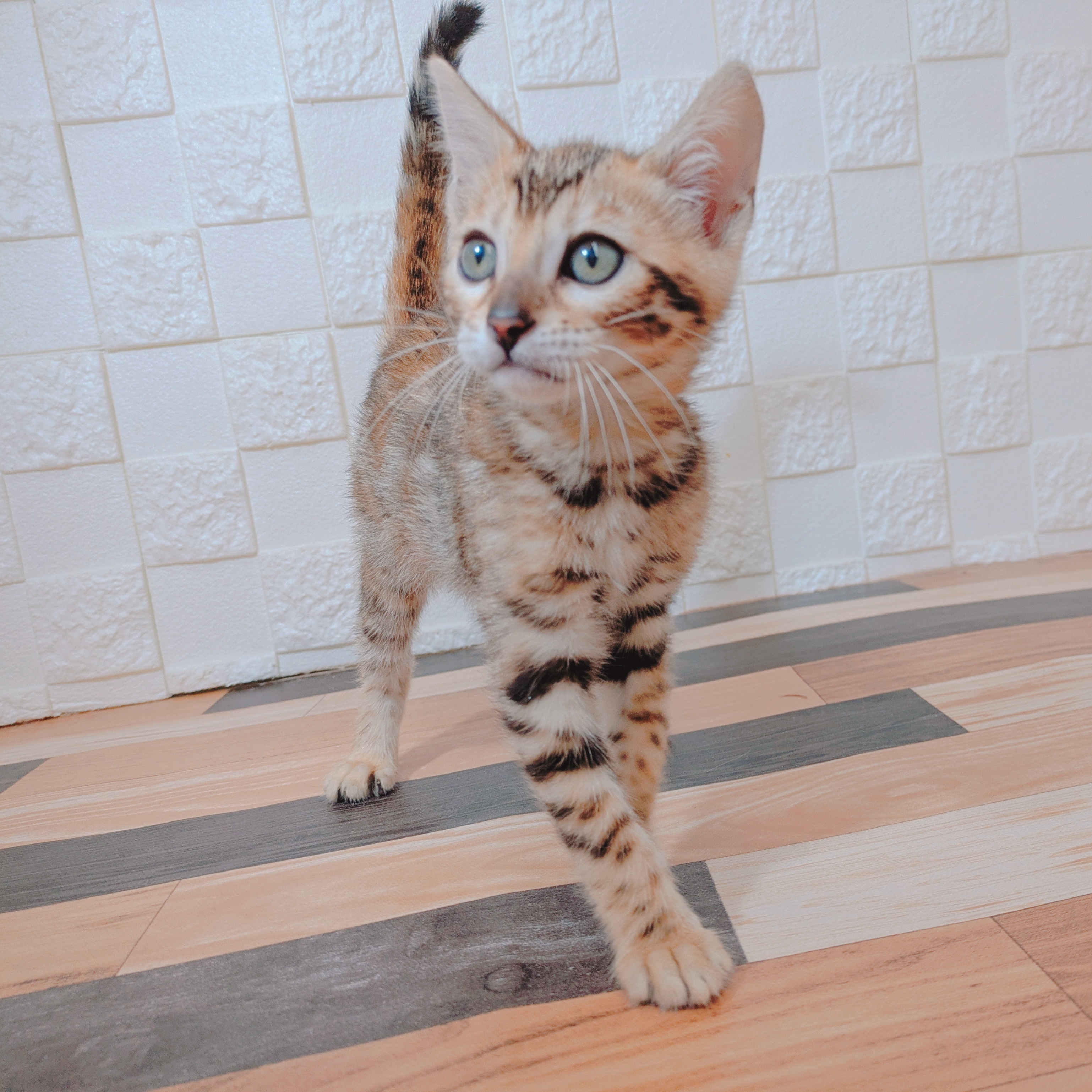 兵庫県のベンガル (犬の家＆猫の里尼崎店/2025年5月13日生まれ/女の子/ブラウンスポットタビー)の子猫の4枚目の画像