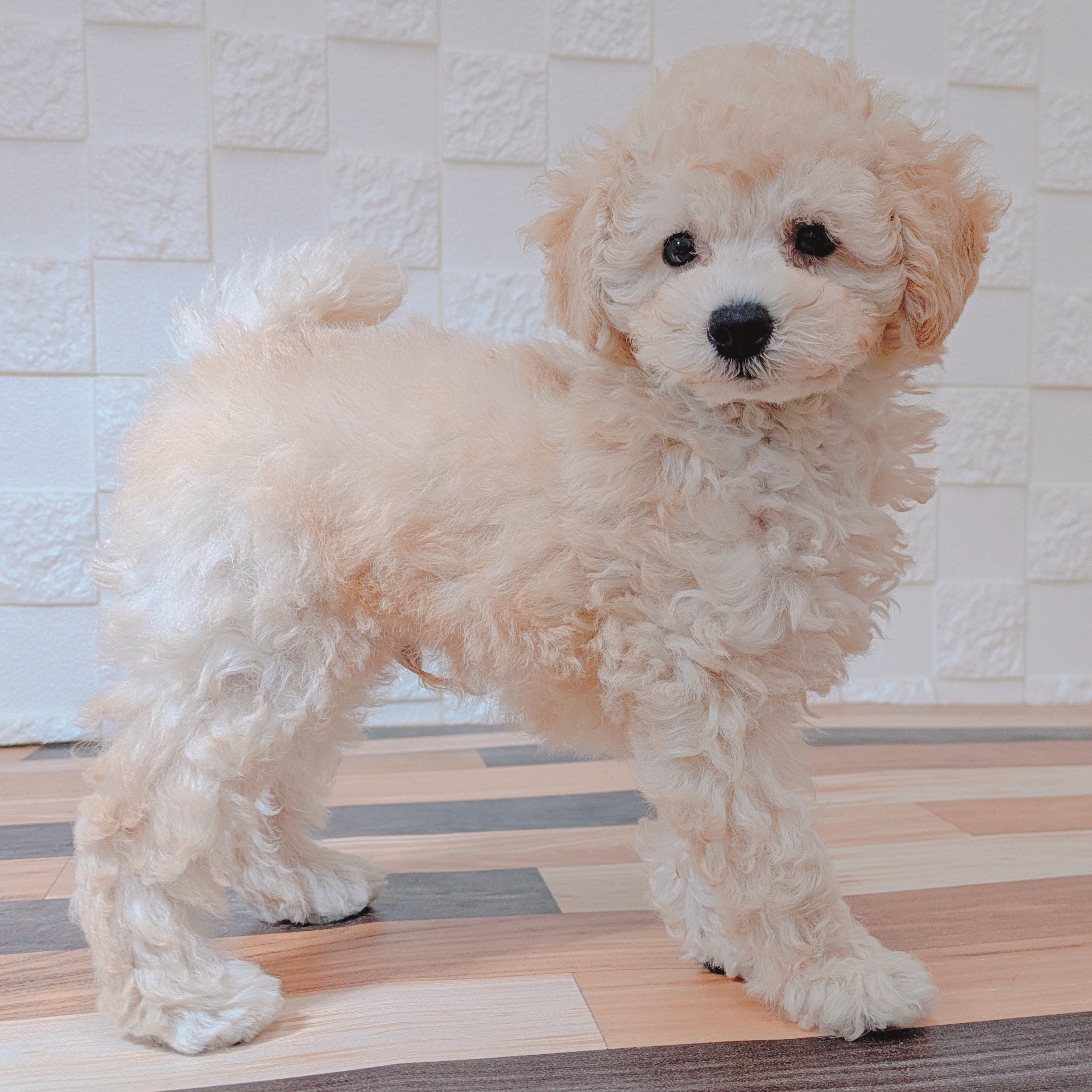 兵庫県のトイプードル(トイ) (犬の家＆猫の里尼崎店/2025年7月1日生まれ/男の子/クリーム)の子犬の4枚目の画像
