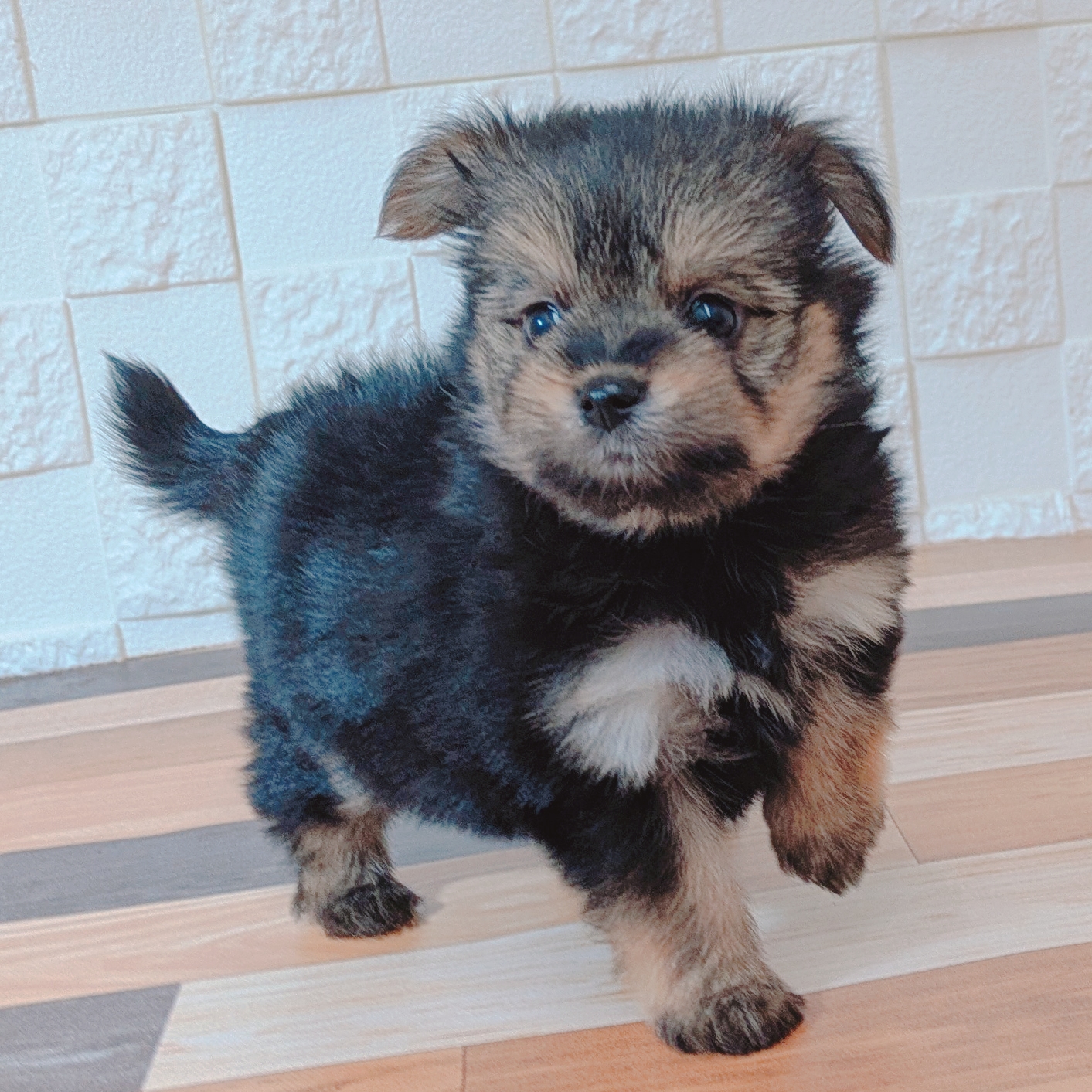 兵庫県のポメキー(ポメラニアン×ヨークシャーテリア) (犬の家＆猫の里尼崎店/2025年6月29日生まれ/女の子/ブラックタン)の子犬の4枚目の画像