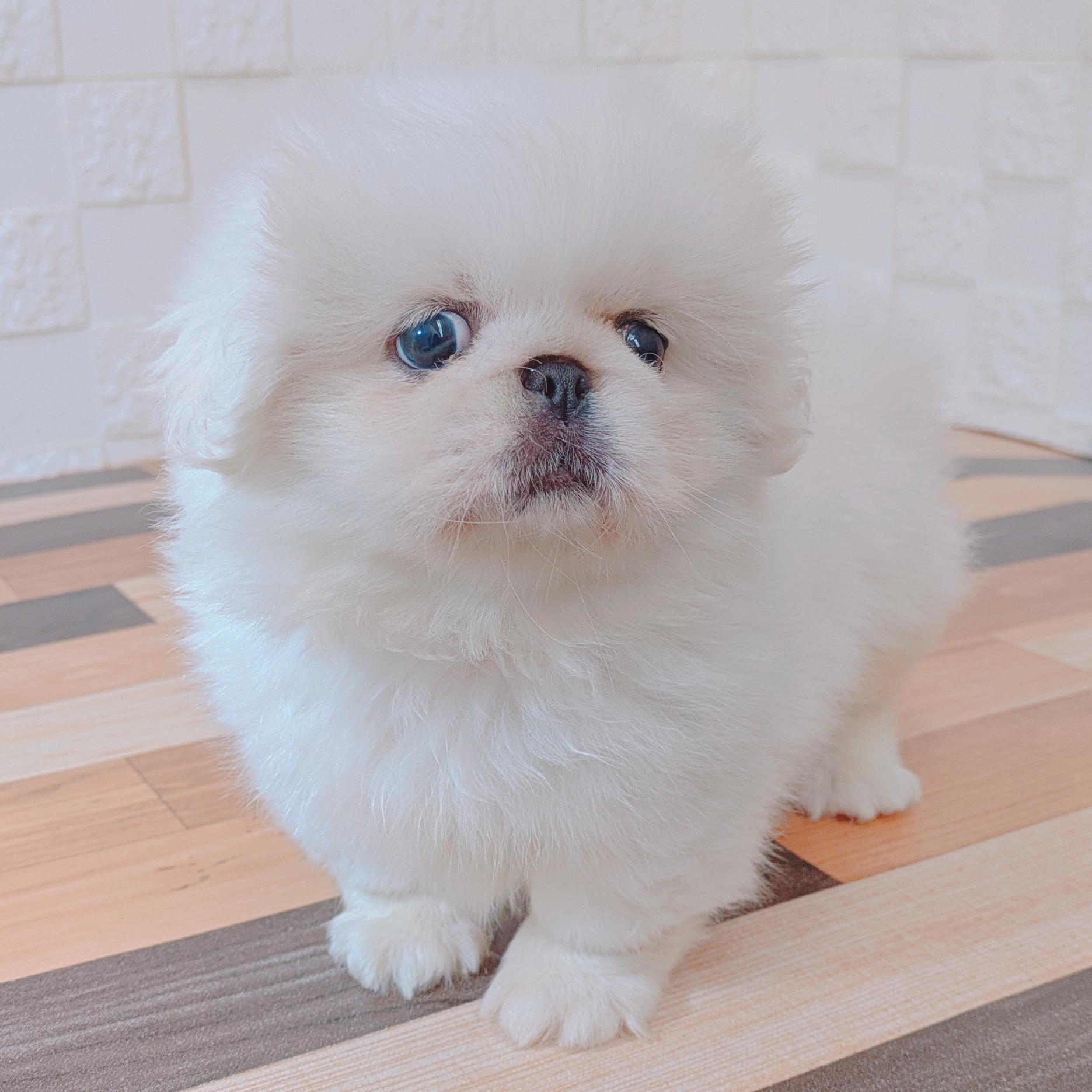 兵庫県のペキニーズ (犬の家＆猫の里尼崎店/2025年7月6日生まれ/男の子/ホワイト)の子犬の4枚目の画像