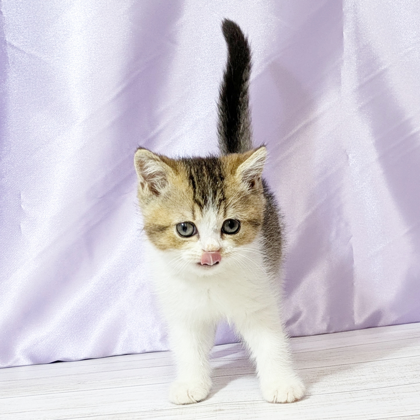 兵庫県のブリティッシュショートヘアー (犬の家＆猫の里尼崎店/2025年7月25日生まれ/男の子/ブラウンティックドタビーホワイト)の子猫の4枚目の画像