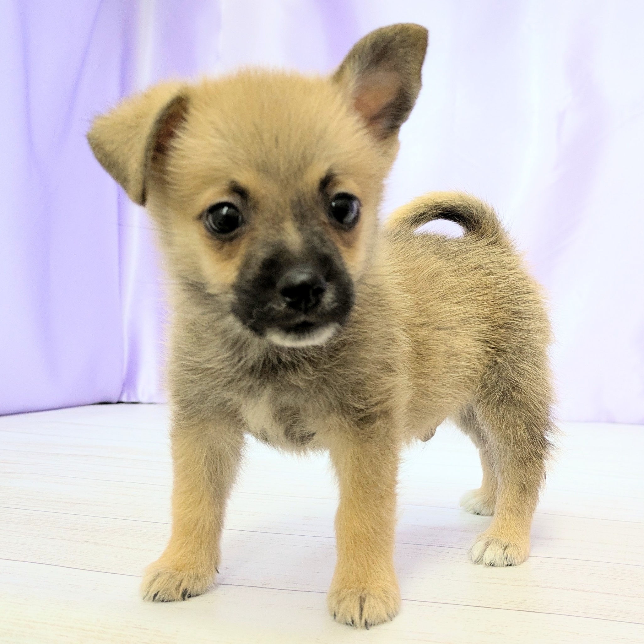 兵庫県のハーフ犬・ミックス犬 (犬の家＆猫の里尼崎店/2025年8月8日生まれ/男の子/フォーン)の子犬の4枚目の画像