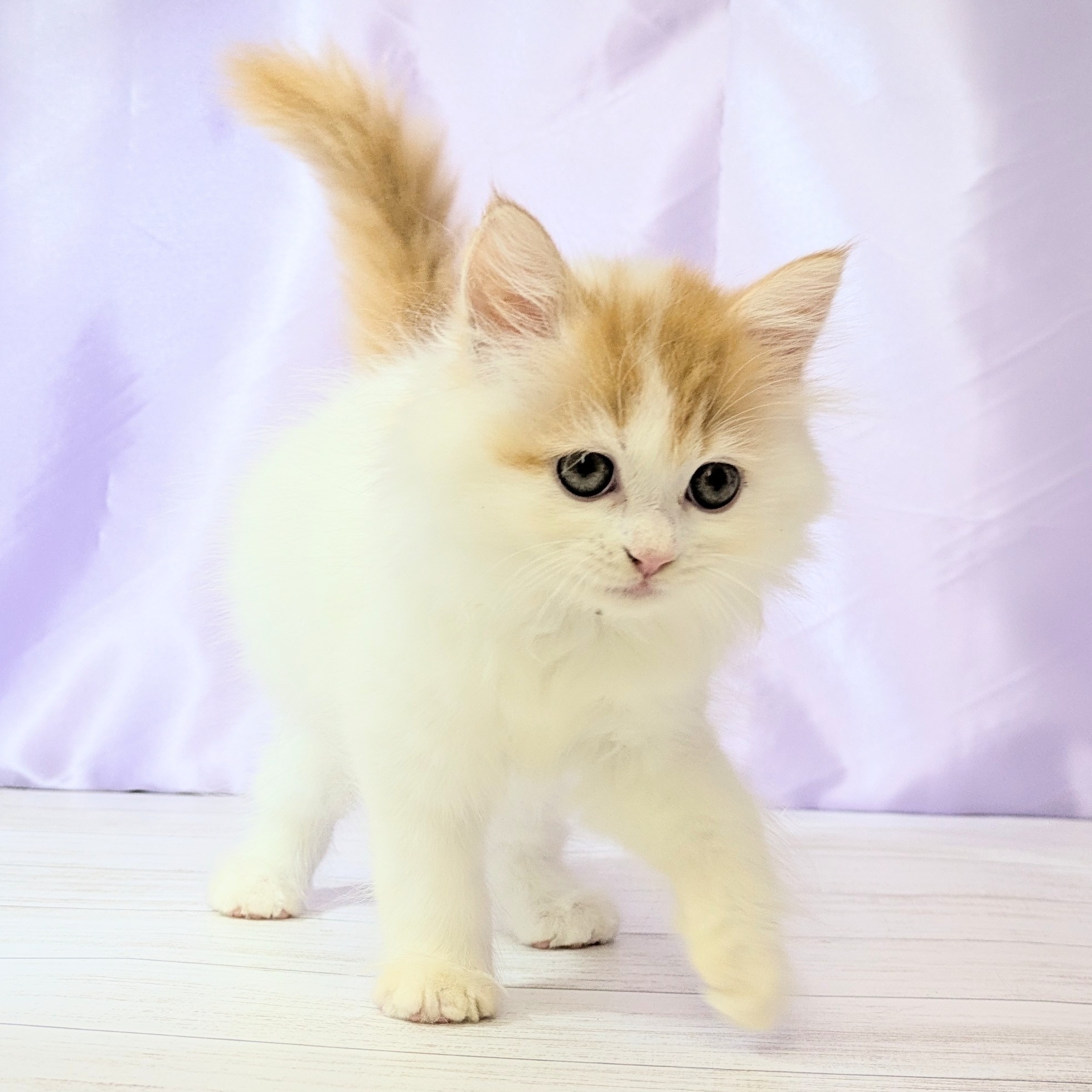 兵庫県のスコティッシュストレート (犬の家＆猫の里尼崎店/2025年8月10日生まれ/女の子/レッドタビーホワイト)の子猫の4枚目の画像
