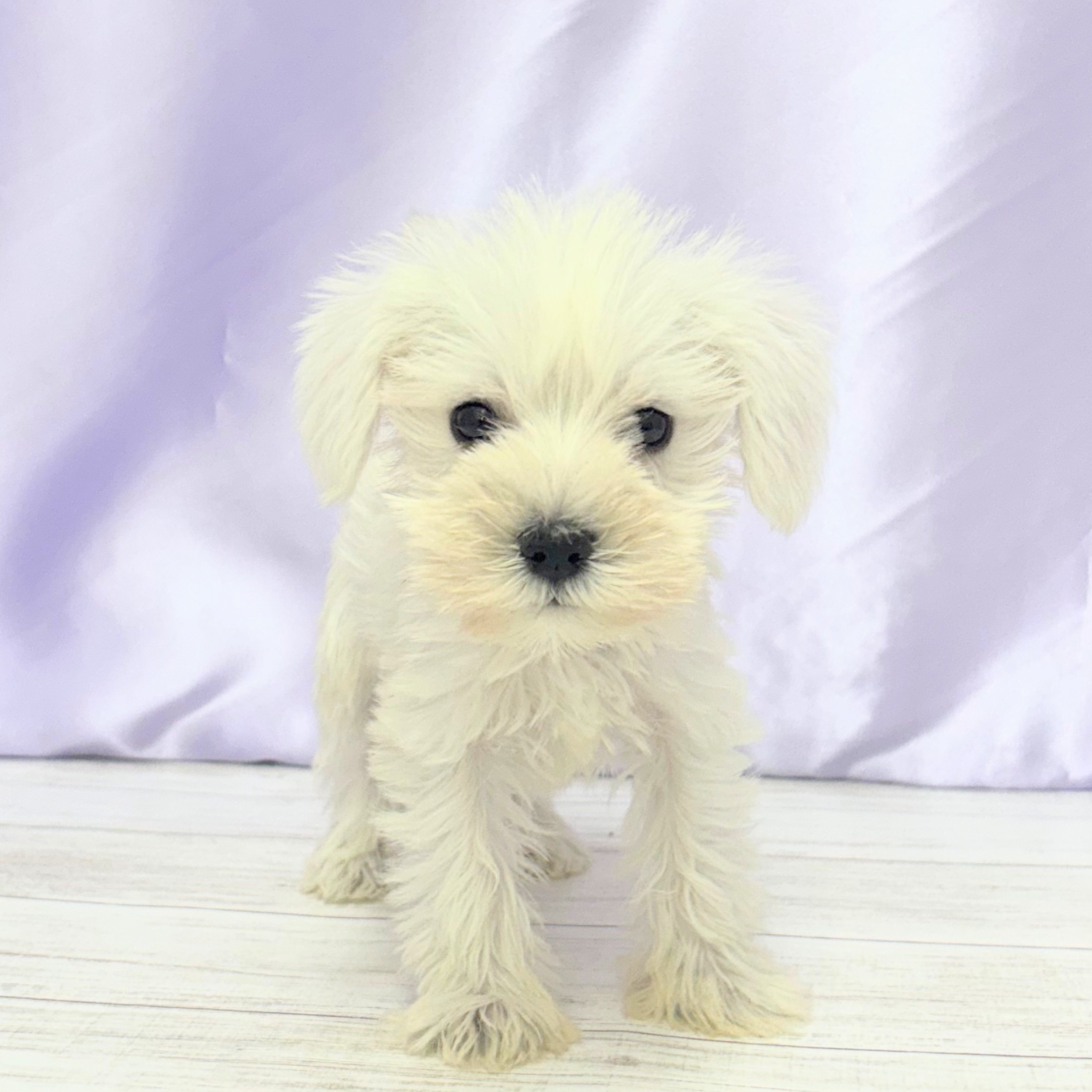 福岡県のミニチュアシュナウザー (犬の家＆猫の里シュロアモール筑紫野店/2025年8月16日生まれ/女の子/ホワイト)の子犬の1枚目の画像