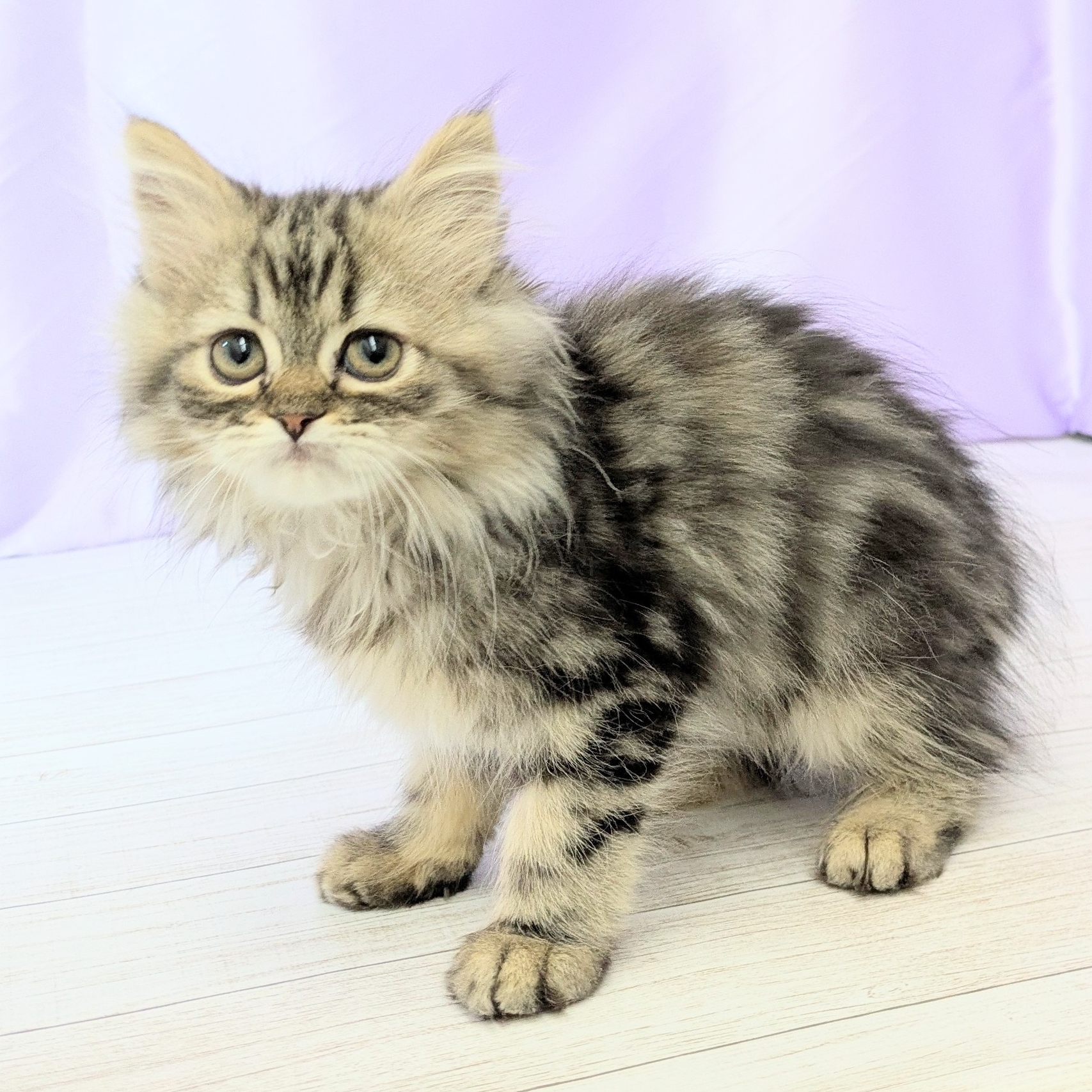 兵庫県のミヌエット (犬の家＆猫の里尼崎店/2025年7月28日生まれ/女の子/ブラウンタビーホワイト)の子猫の4枚目の画像