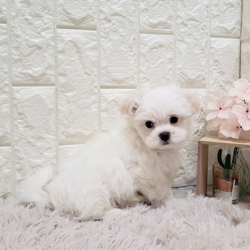 岡山県のマルチーズ (犬の家＆猫の里岡山店/2025年8月28日生まれ/男の子/ホワイト)の子犬の4枚目の画像