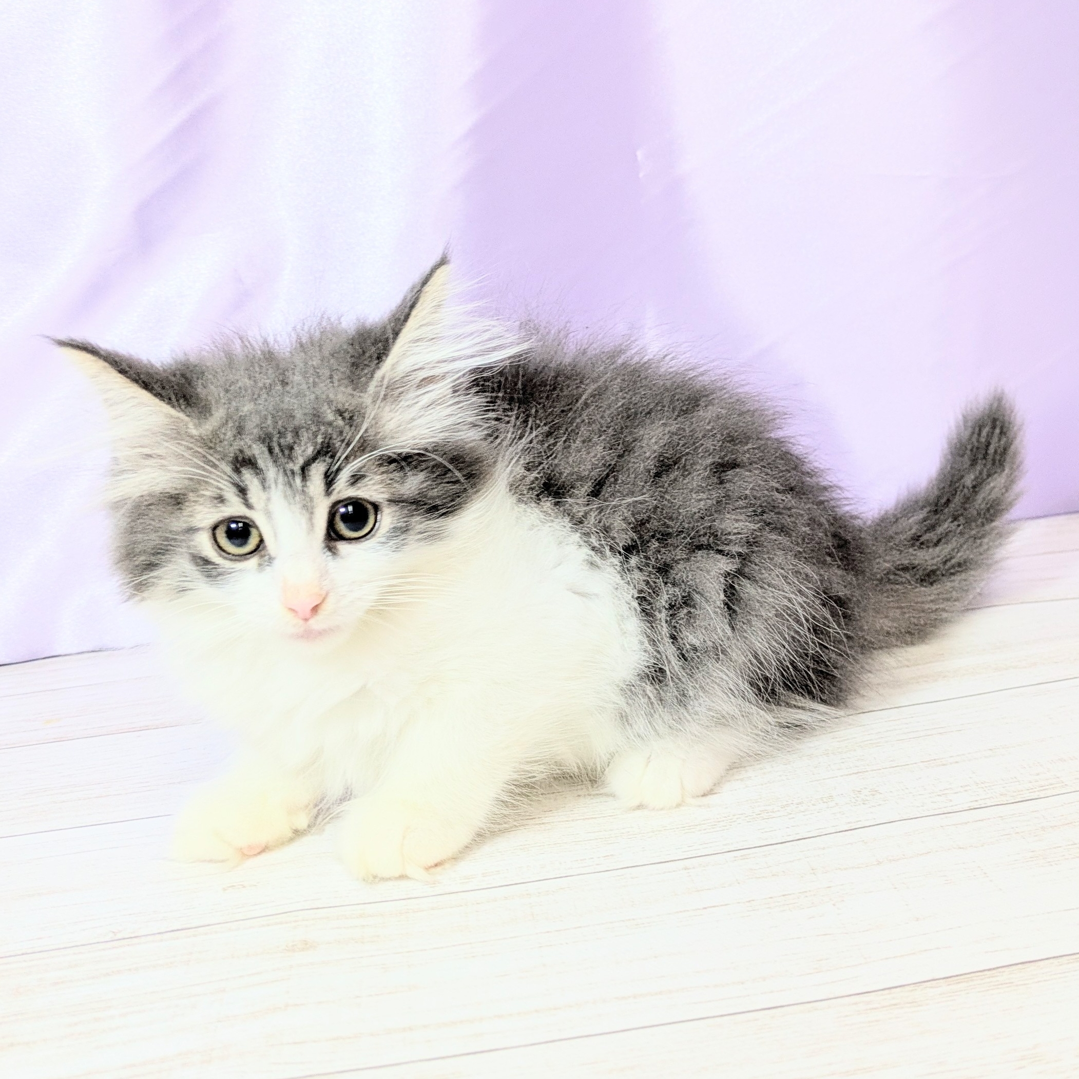 兵庫県のノルウェージャンフォレストキャット (犬の家＆猫の里尼崎店/2025年8月22日生まれ/男の子/ブルーホワイト)の子猫の4枚目の画像