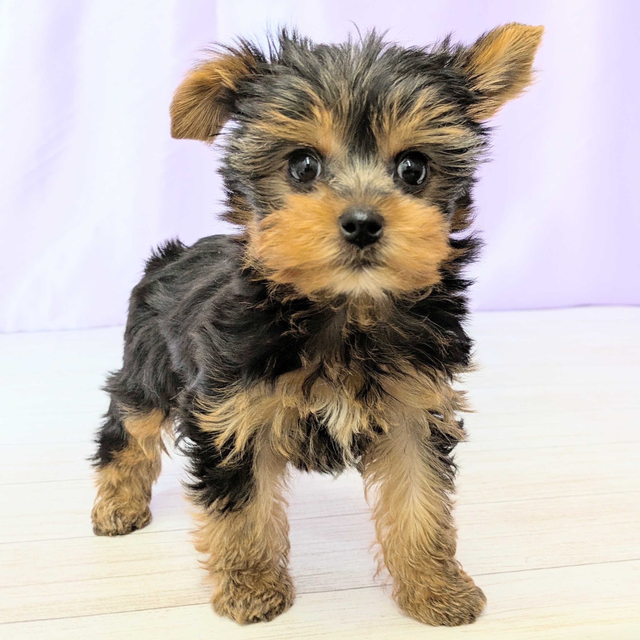 兵庫県のヨークシャーテリア (犬の家＆猫の里尼崎店/2025年8月30日生まれ/男の子/スチールブルータン)の子犬の4枚目の画像