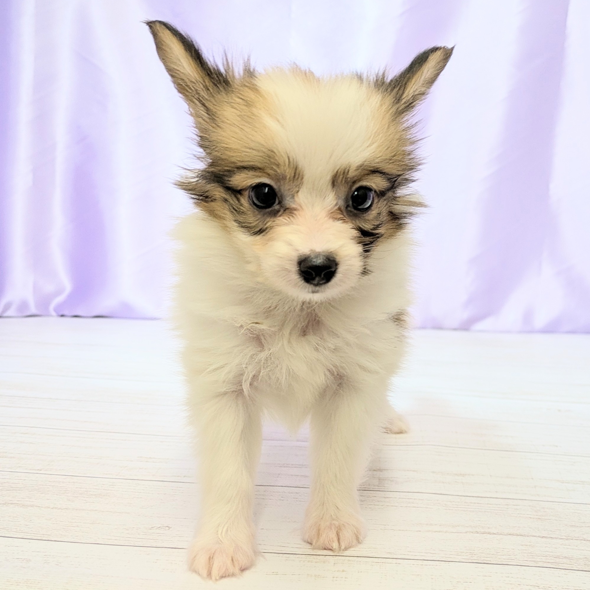 兵庫県のパピヨン (犬の家＆猫の里尼崎店/2025年8月31日生まれ/男の子/ホワイトブラウン)の子犬の4枚目の画像