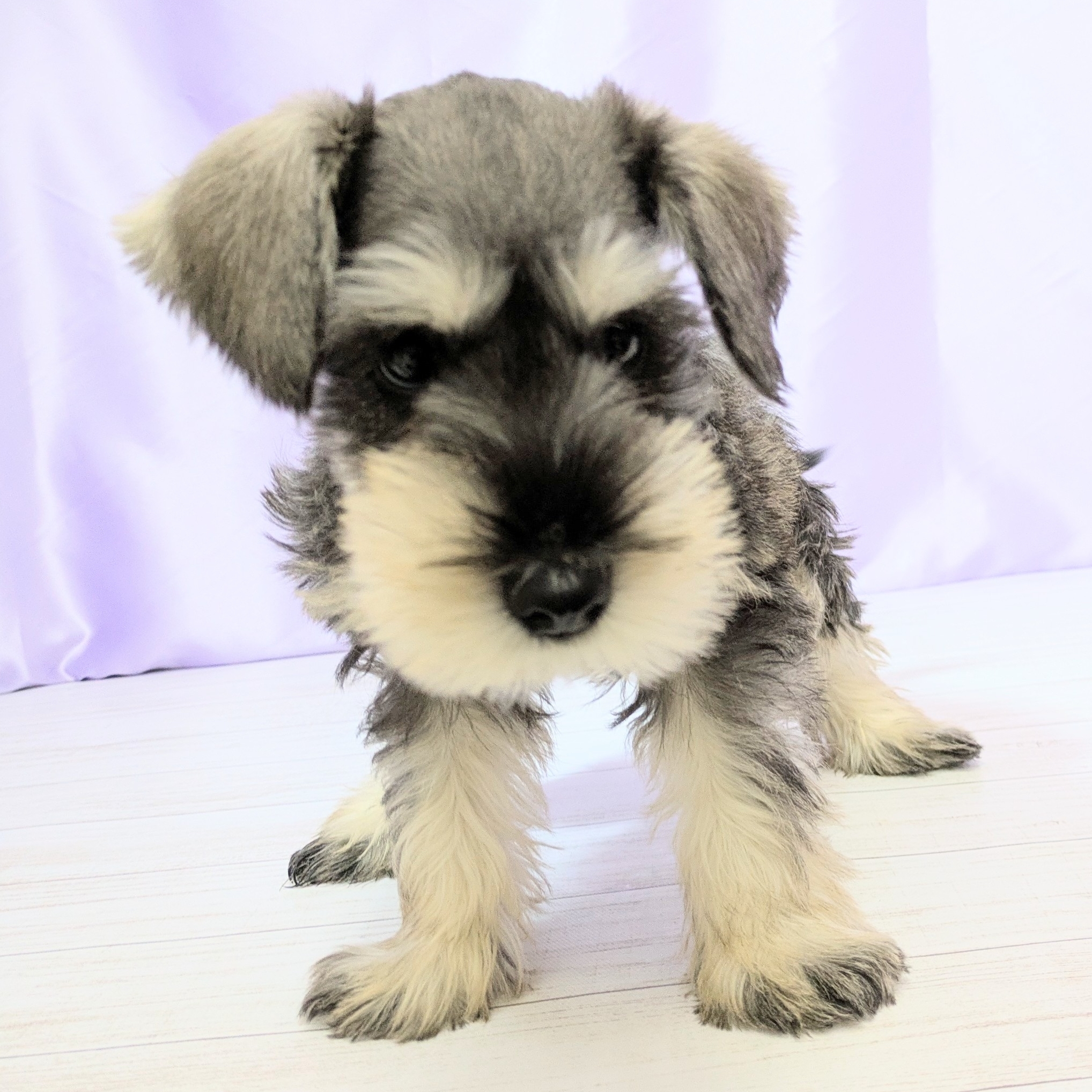 大阪府のミニチュアシュナウザー (犬の家＆猫の里吹田店/2025年9月7日生まれ/男の子/ソルトペッパー)の子犬の4枚目の画像