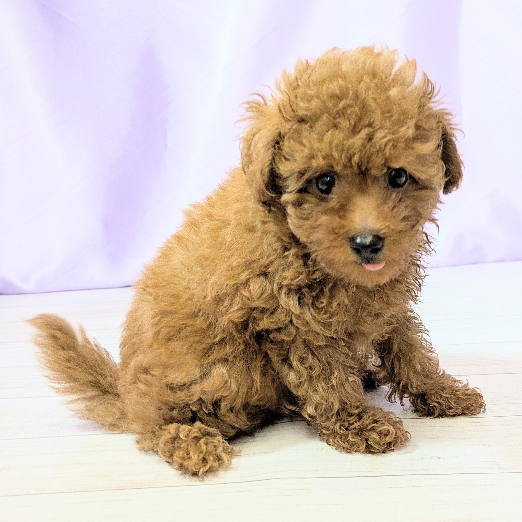 兵庫県のトイプードル(トイ) (犬の家＆猫の里尼崎店/2025年9月8日生まれ/男の子/レッドフォーン)の子犬の4枚目の画像