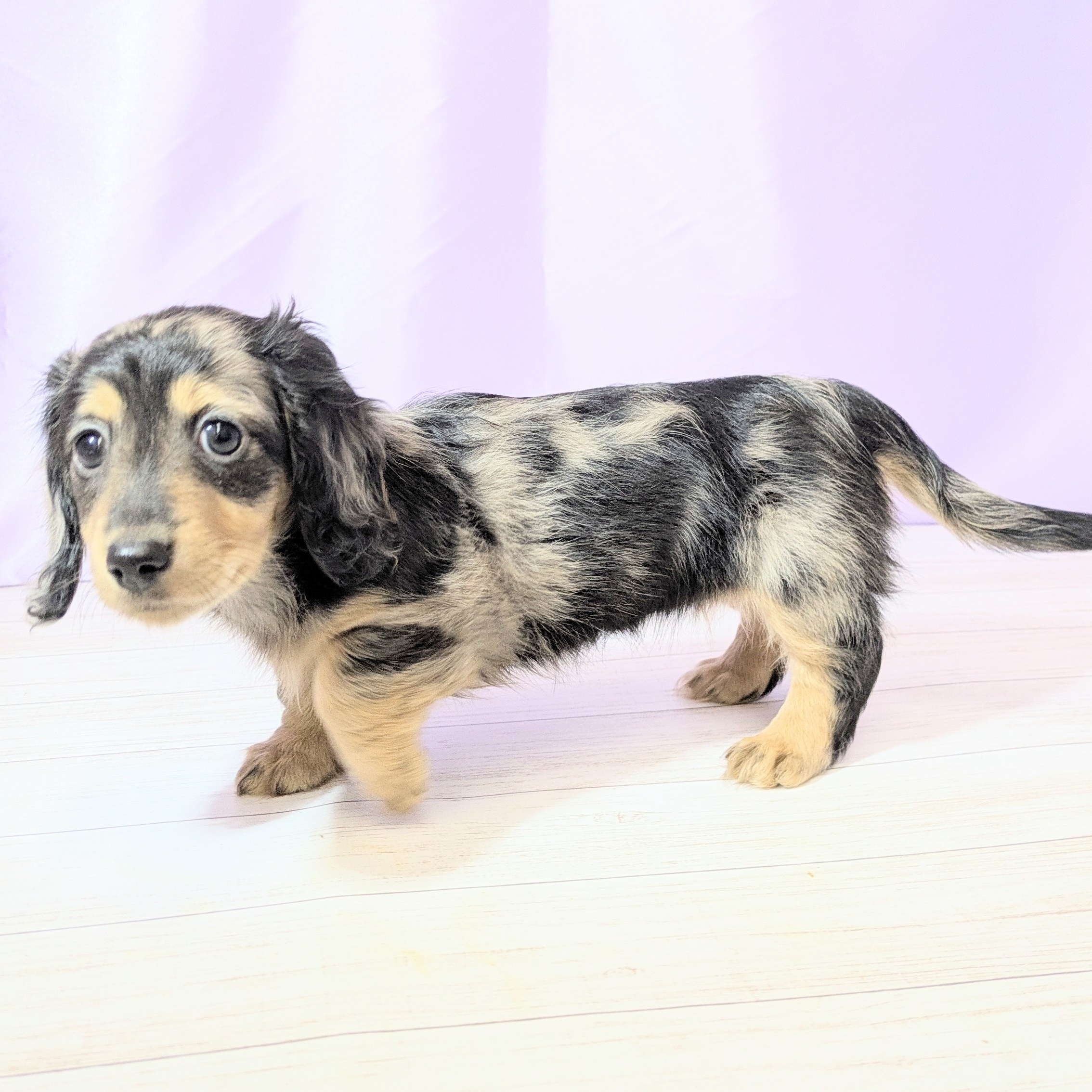 兵庫県のミニチュアダックスフンド(ロング) (犬の家＆猫の里尼崎店/2025年9月10日生まれ/女の子/シルバーダップル)の子犬の4枚目の画像