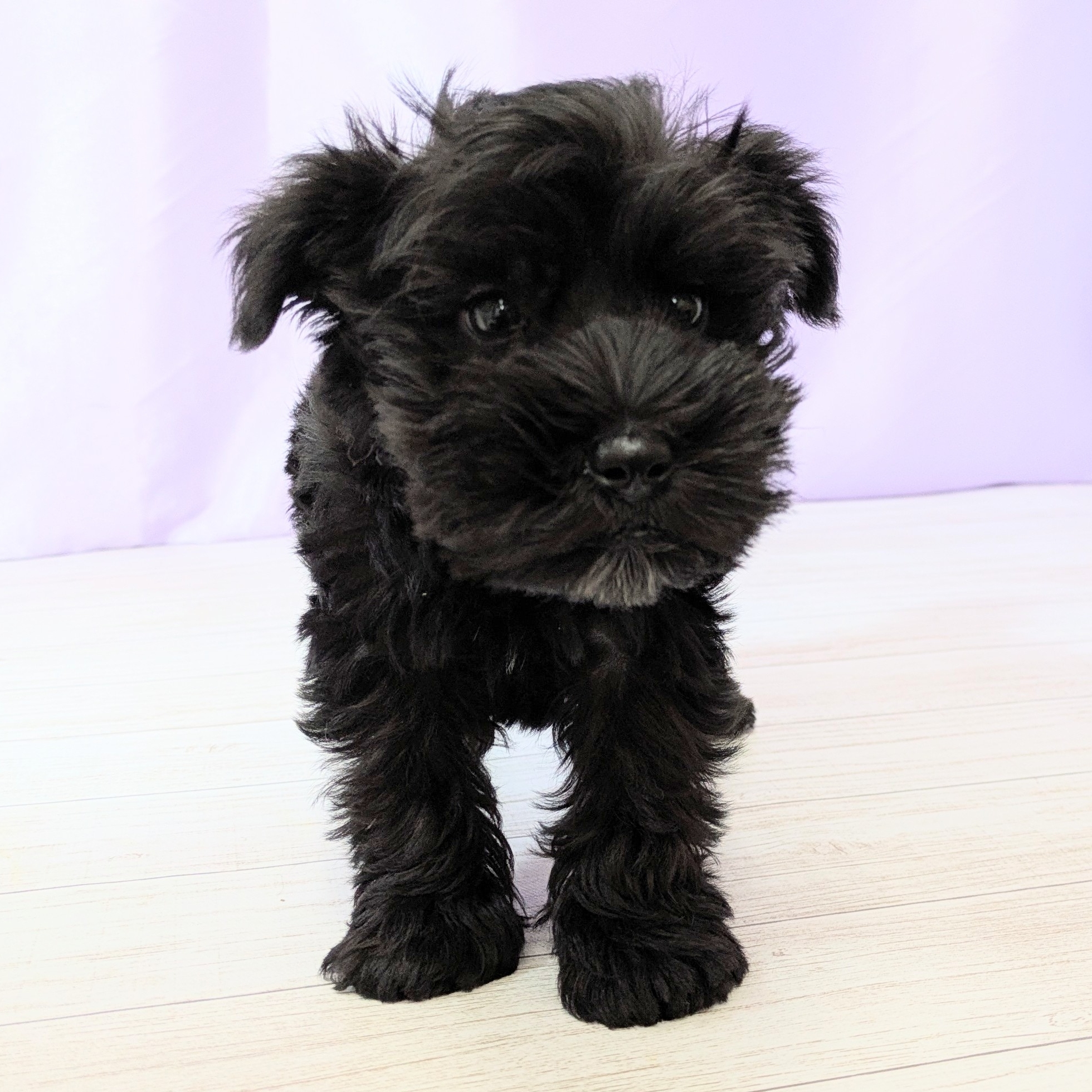 兵庫県のミニチュアシュナウザー (犬の家＆猫の里尼崎店/2025年9月11日生まれ/女の子/ブラック)の子犬の4枚目の画像